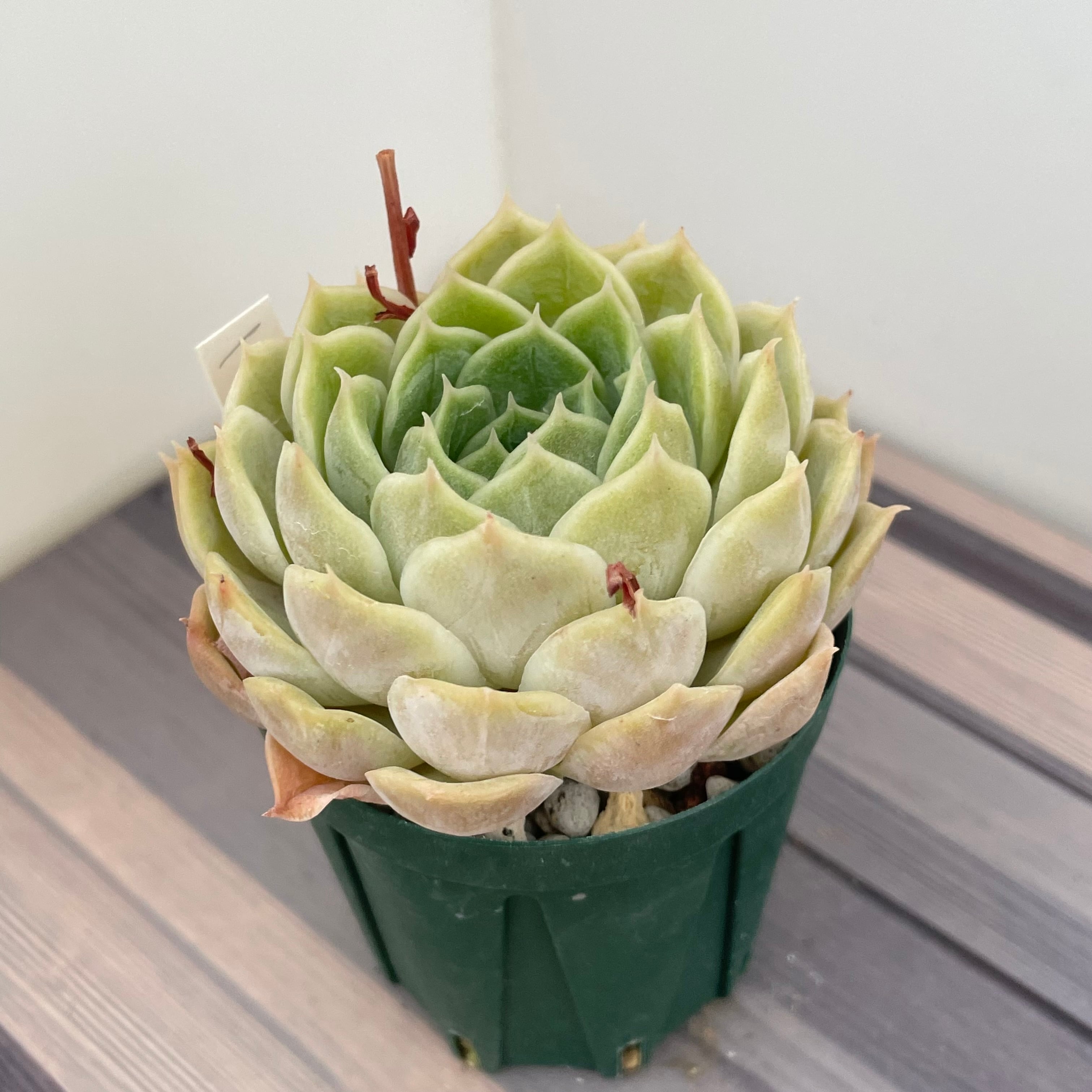 多肉植物 オウンスロー③ 抜き苗　韓国苗　エケベリア 多肉植物 オウンスロー③ 抜き苗 韓国苗 エケベリア 【公式通販】