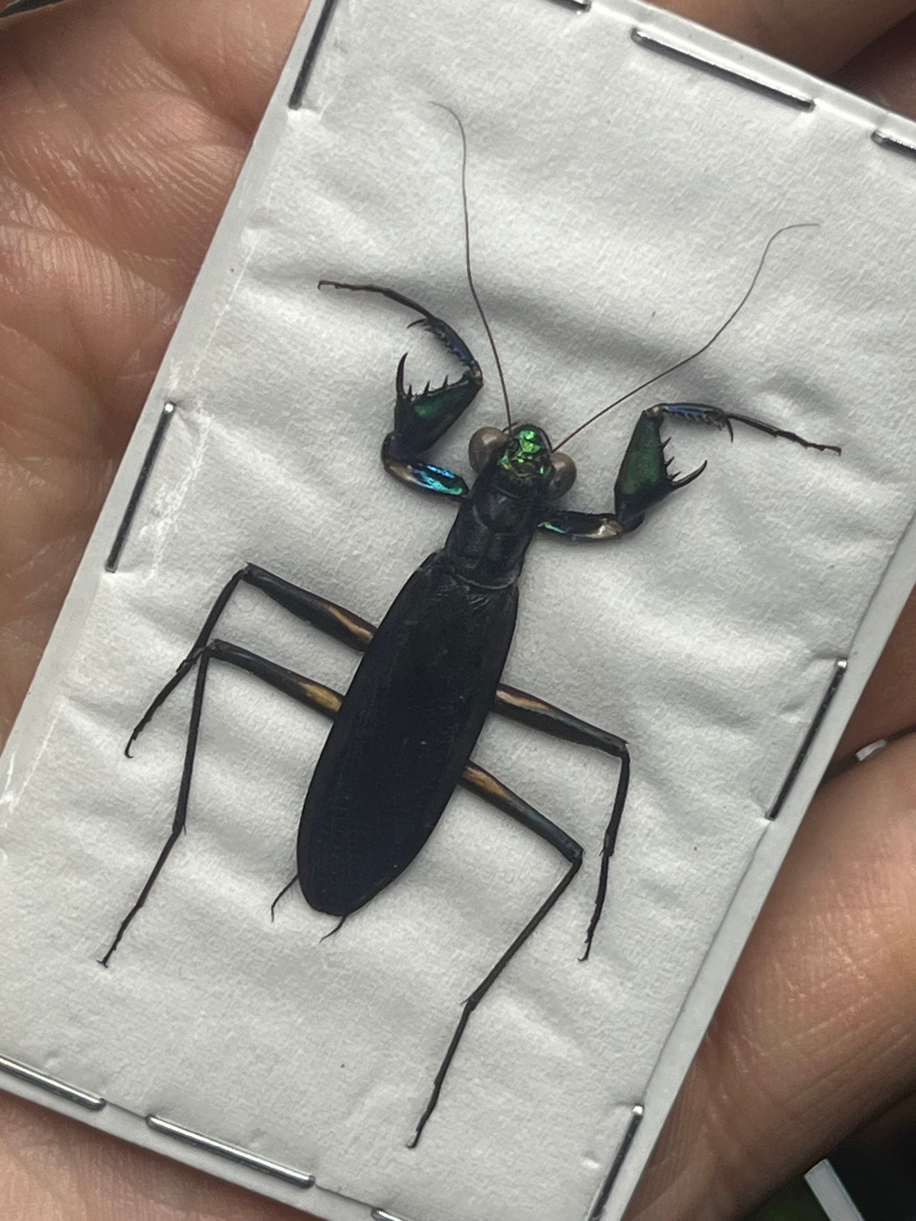 完品標本】ケンランカマキリ スパイダーマンティスレッドローチ
