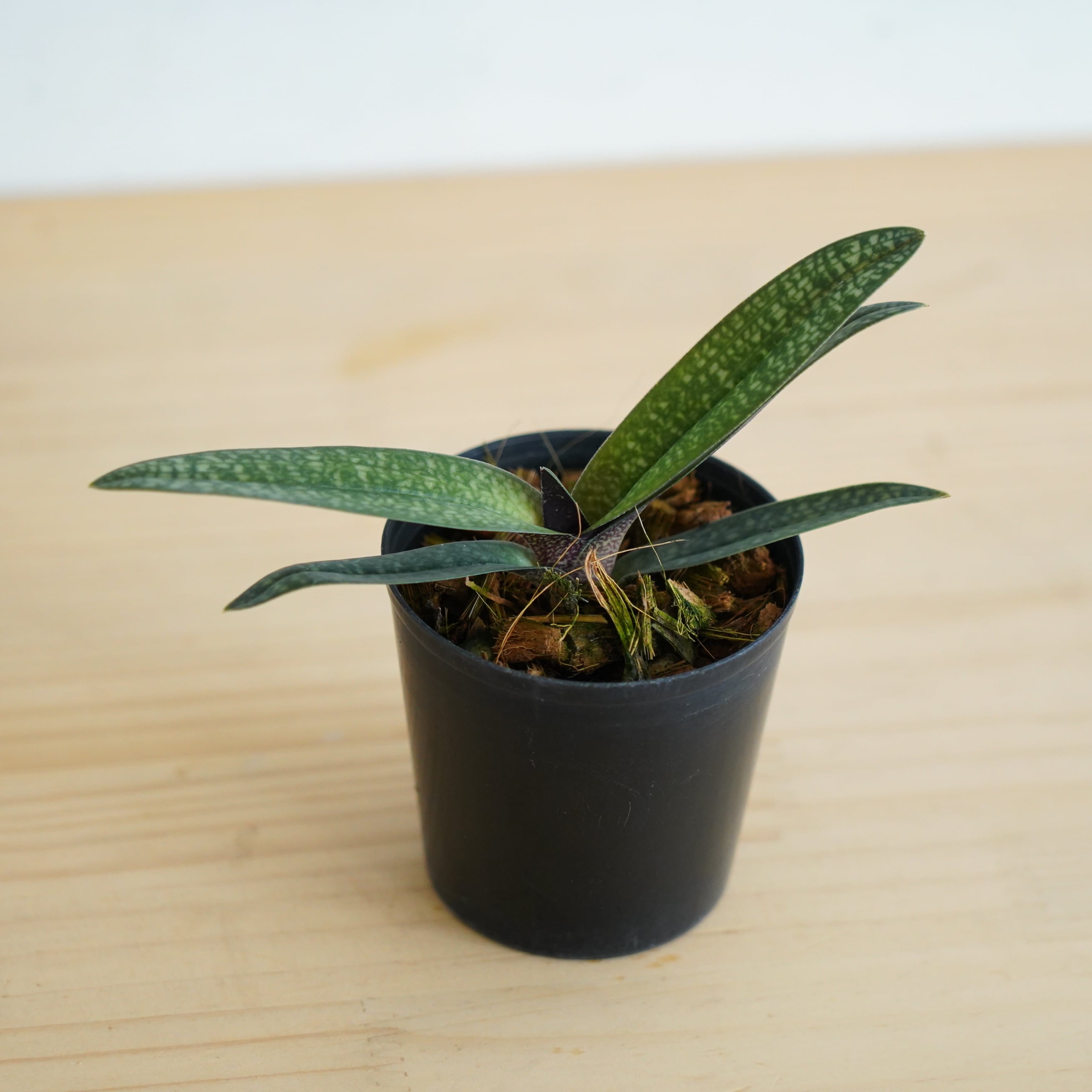 パフィオペディラム アルメニホワイト Paph.Armeni White【ラン科植物