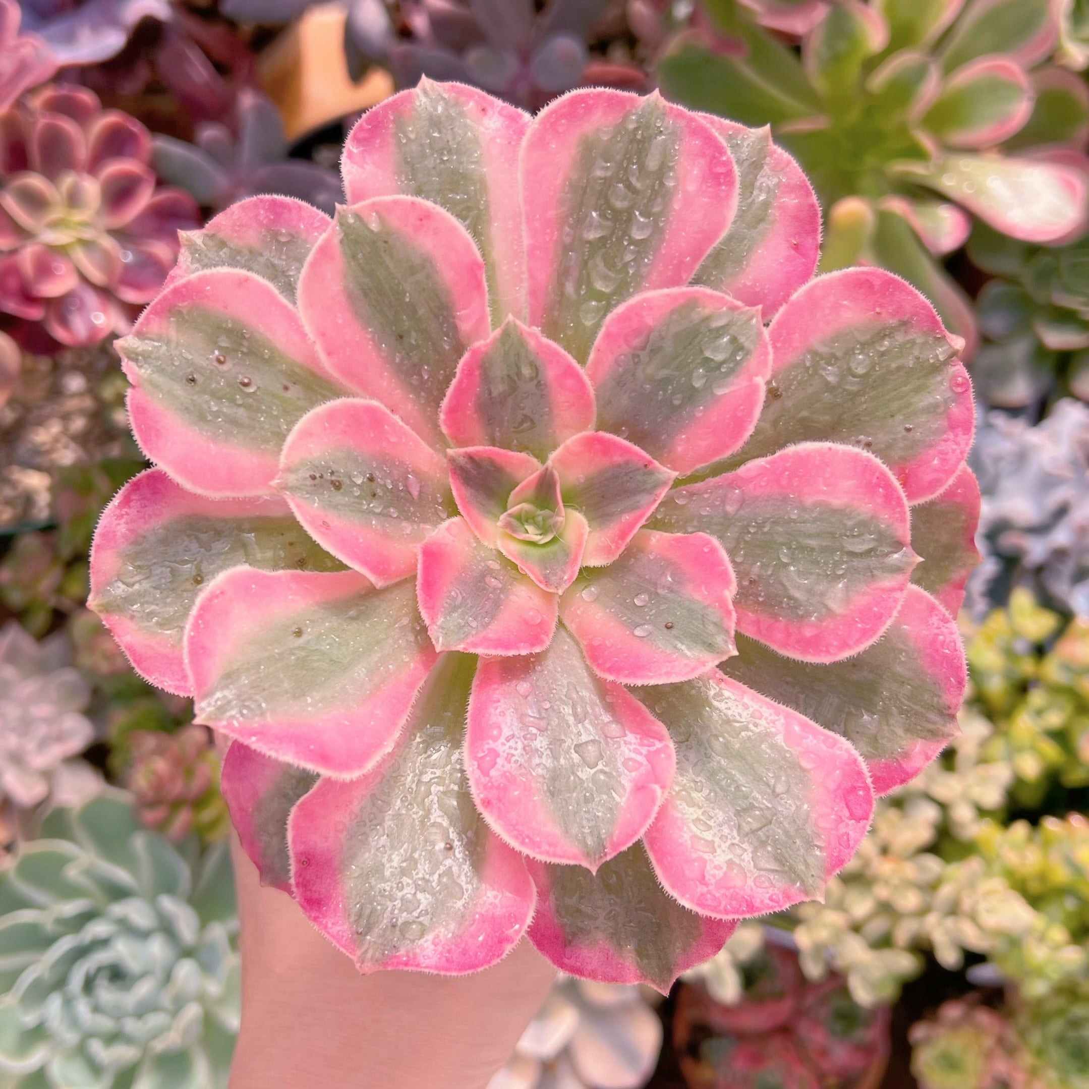 現品　アフラダイティ#3017   古株　るる農園