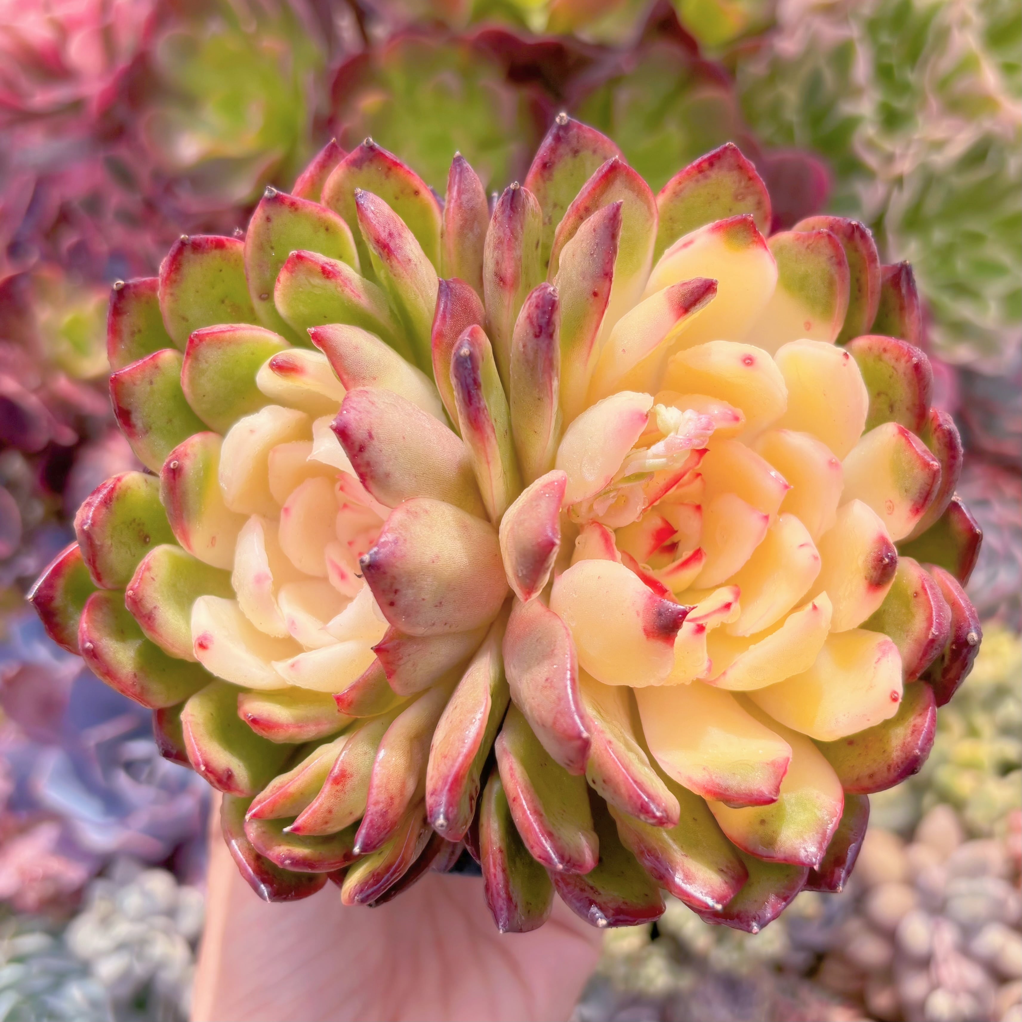 現品　プリリンゼアナ錦#546　群生　新入荷　るる農園