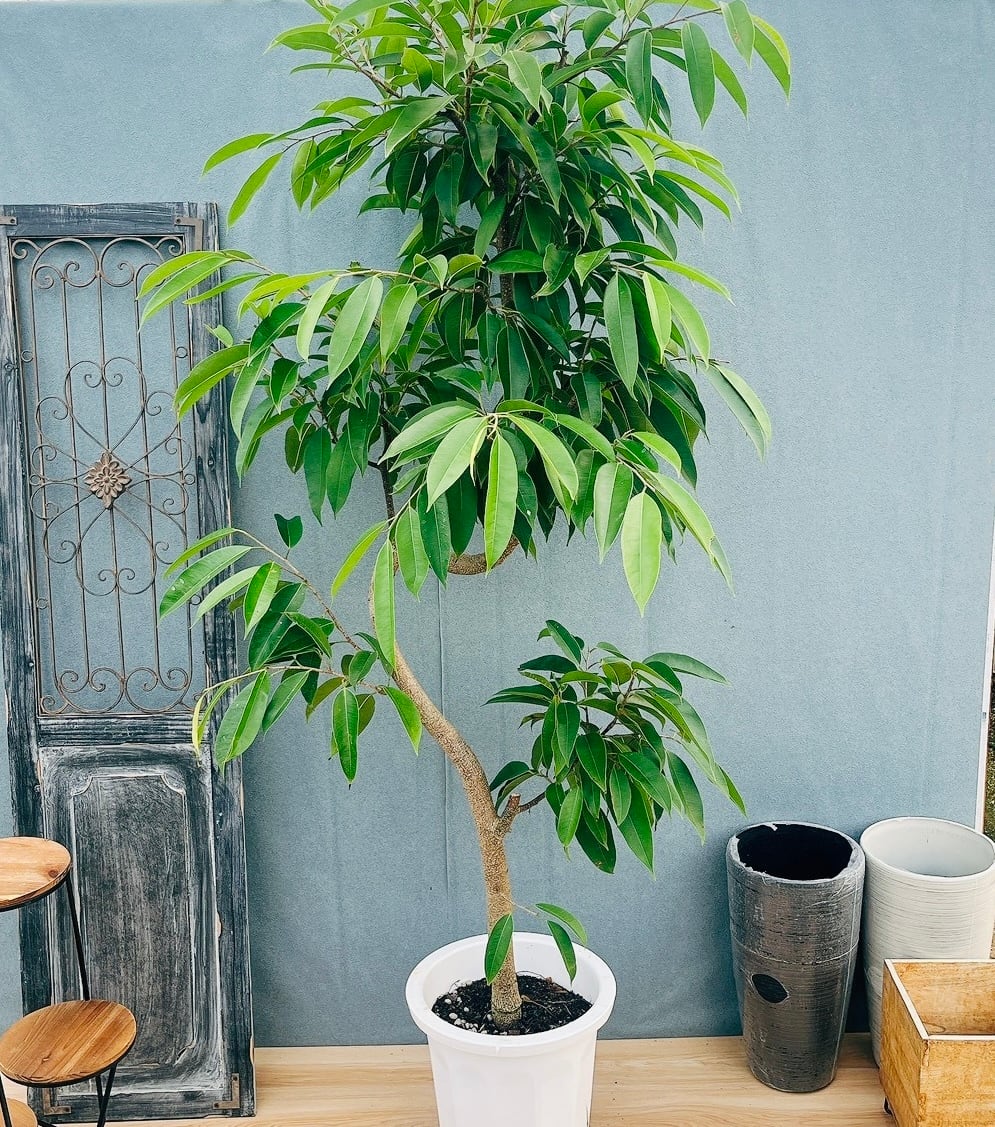 現品］【希少】5番 フィカス アフリカンプリンス 8号 観葉植物 室内