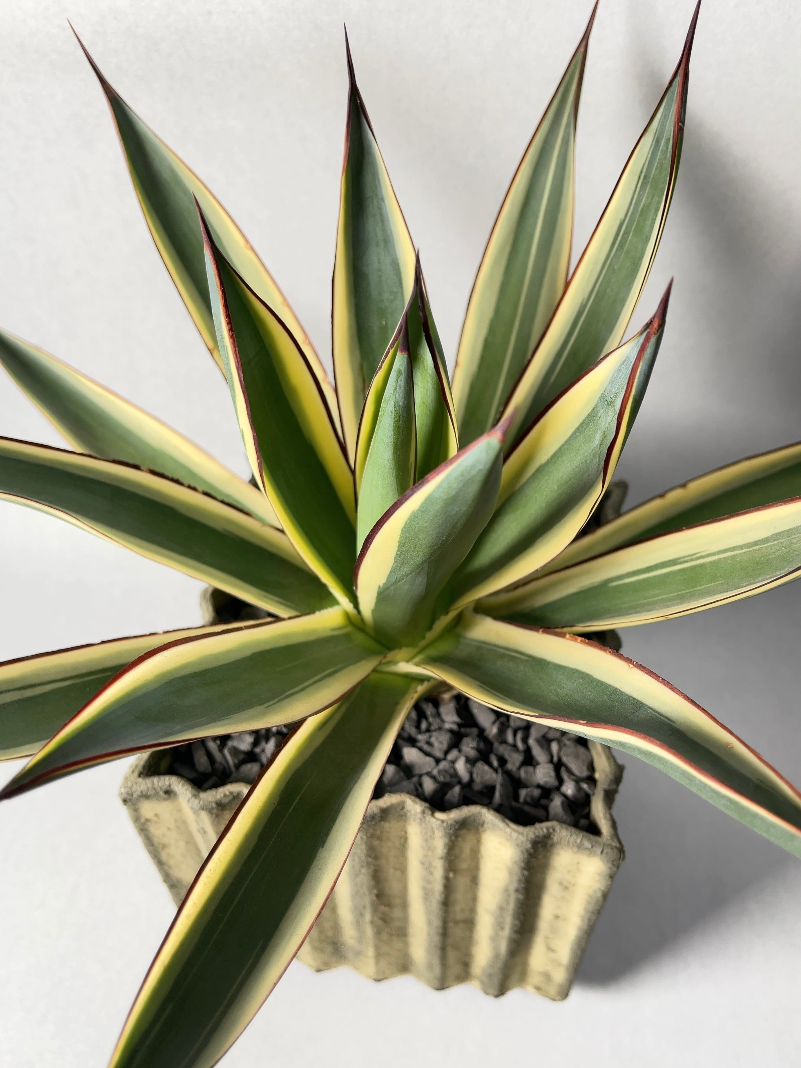 アガベ・サングロウ | trigger