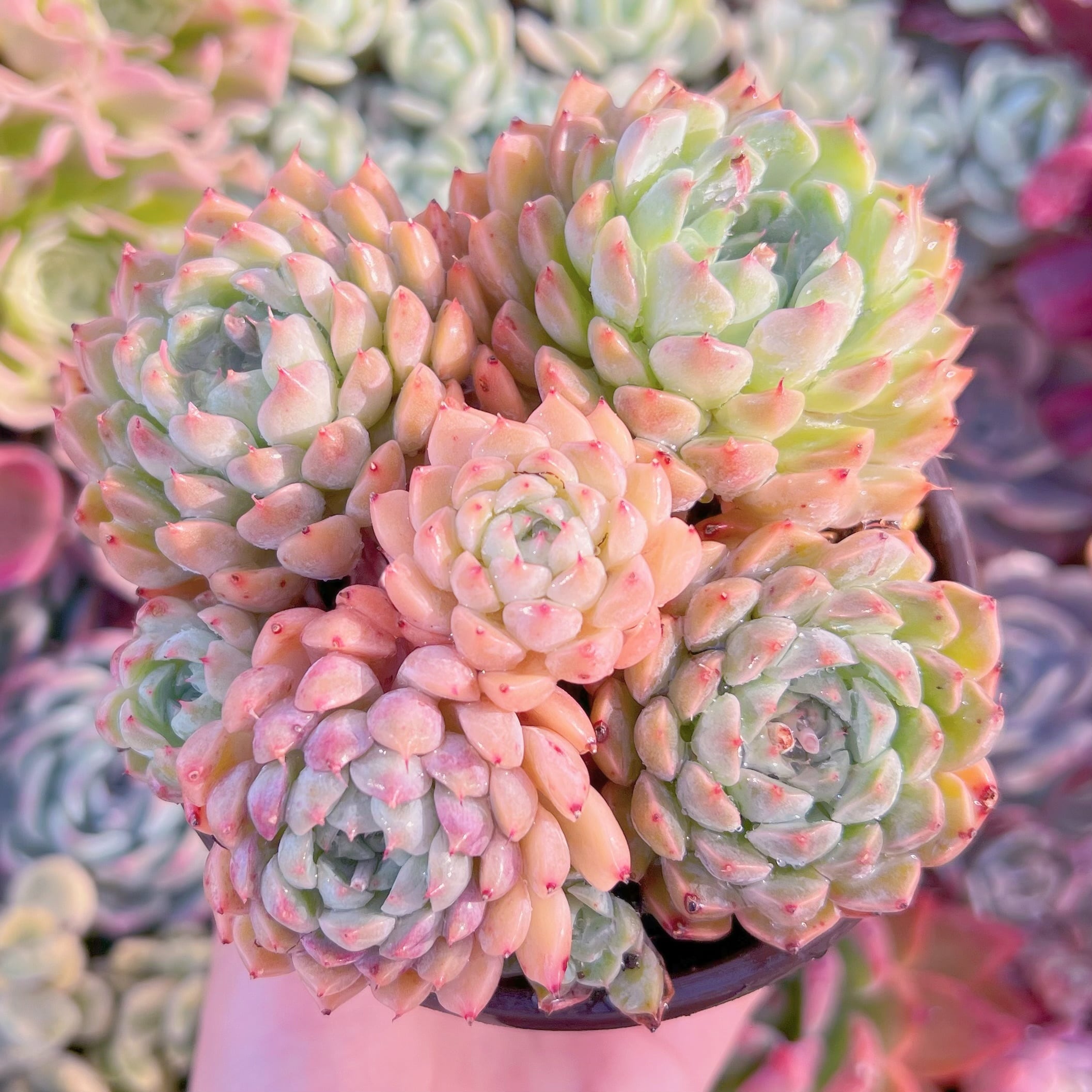 現品　芍薬#C43　古株　るる農園