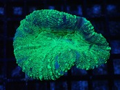 Lobophyllia GreenGlitter 17