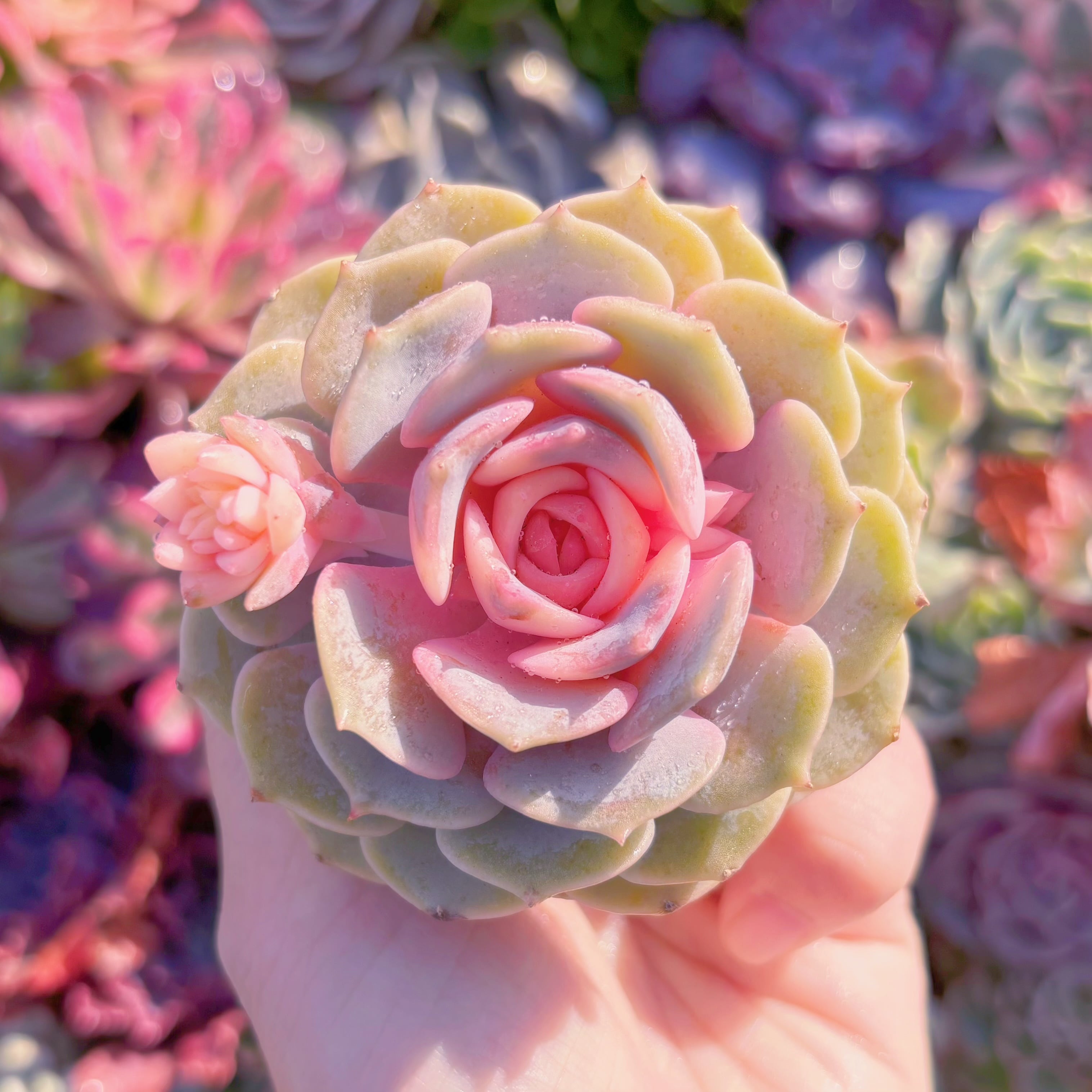 多肉植物　ピンクローラ錦(S)　新入荷　るる農園