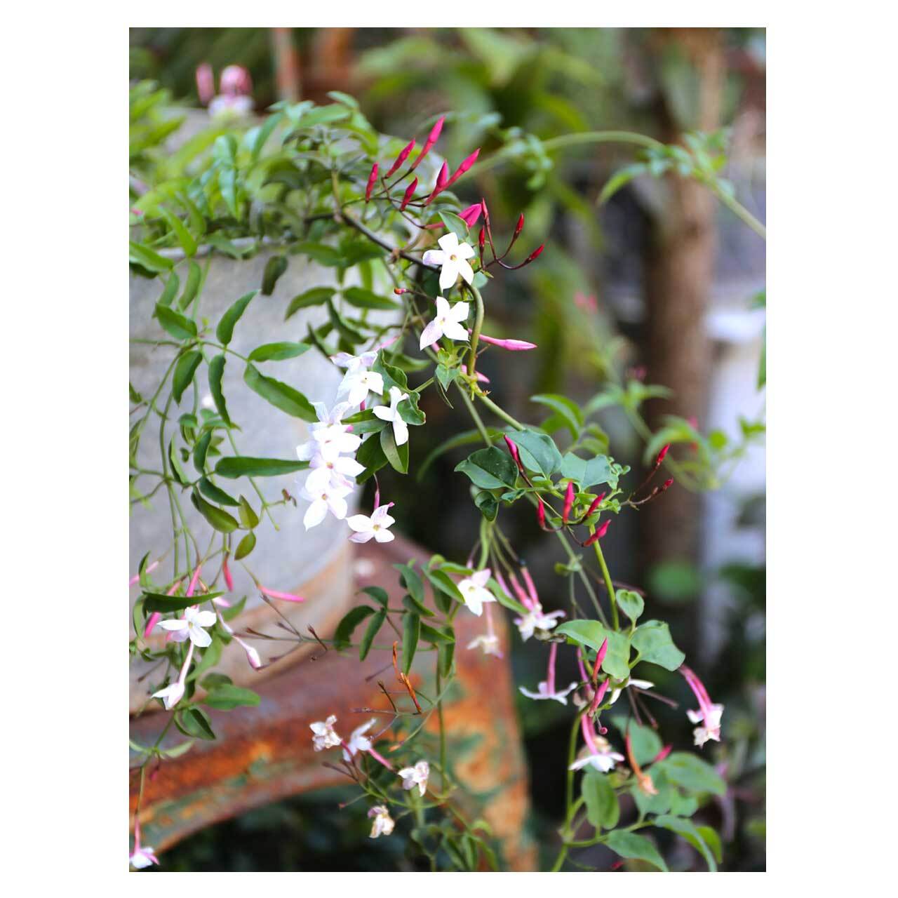 Jasminum polyanthum | Seeding