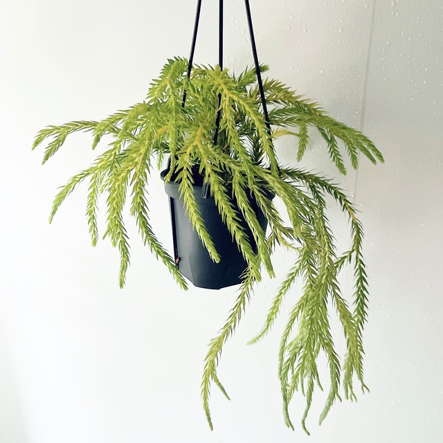 《希少》フペルジア カリナータ スロイソン ハンギング 観葉植物 calm cafe