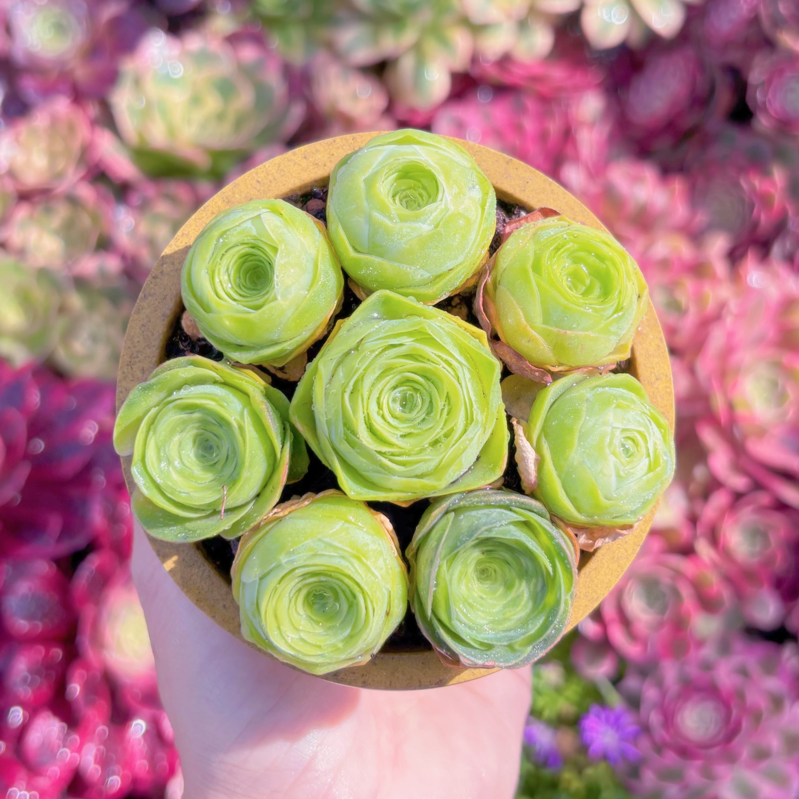 多肉植物　グリーノビア　パンドラ(8苗)　新入荷　るる農園