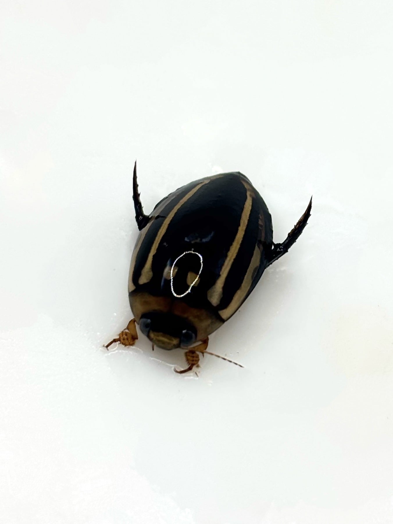 台湾産　ゲンゴロウ3　38mm シマゲンゴロウ 1匹 | まるころ商店〜まるくてころころした生き物を