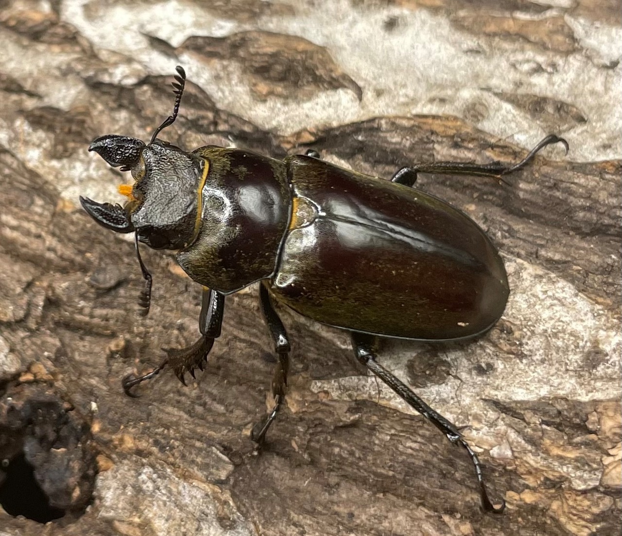 【WD】超貴重《ディルクミヤマクワガタ 50mm ペア》