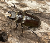 【WD】超貴重《ディルクミヤマクワガタ 50mm ペア》