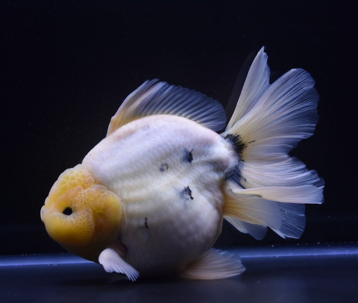 東錦 鈴木系変わり東錦（ブルー＆ホワイト）【SBW-05】 | 〈金魚専門店