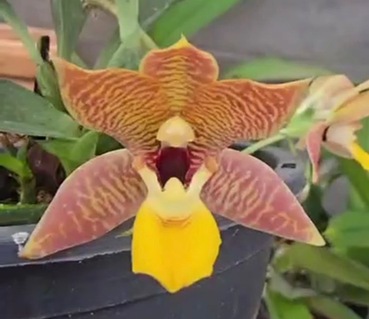 AGAVE PARRYI NEOMEXICANA パリー ネオメキシカーナ | PAY ID