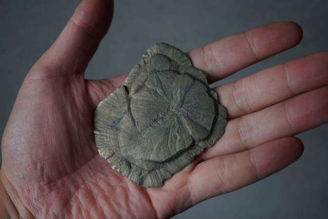 パイライトサン Pyrite Sun 1679