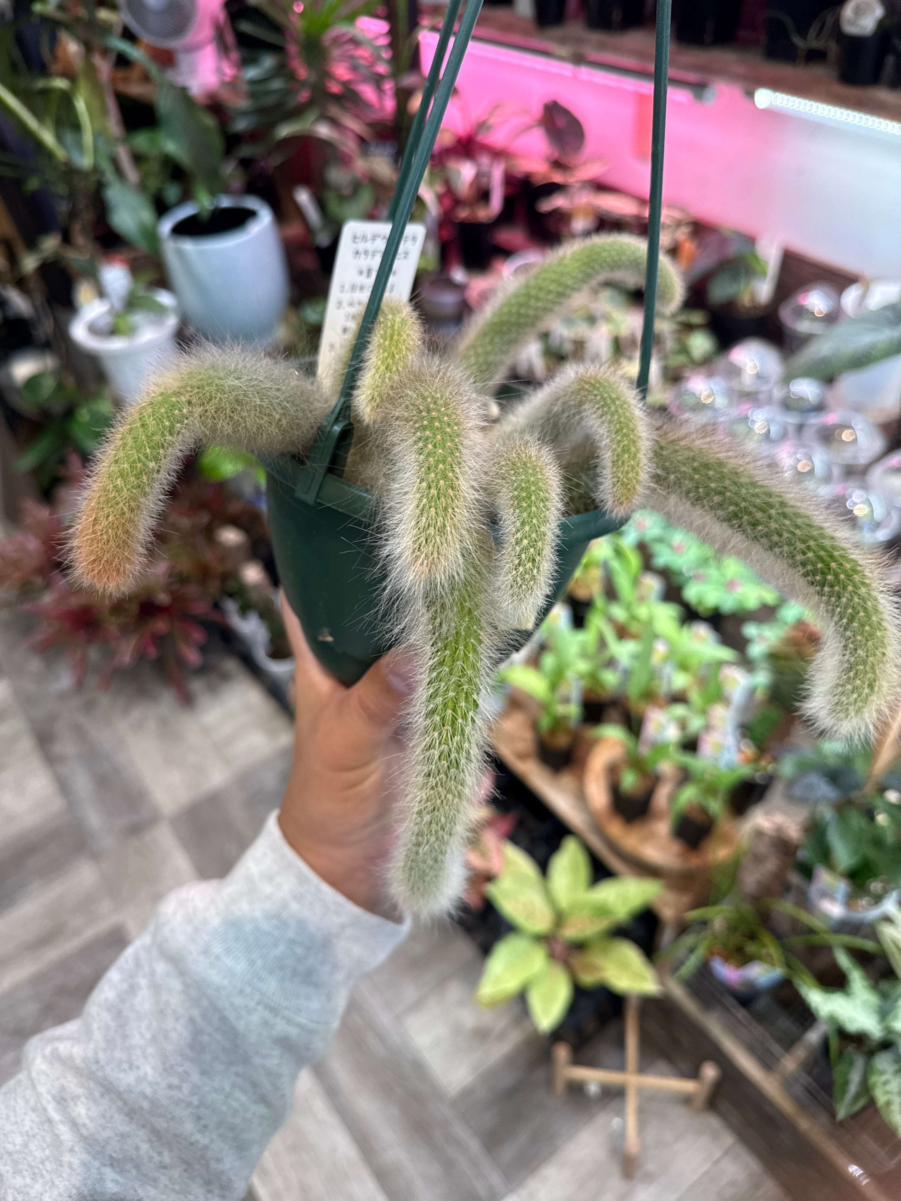 A サボテン ヒルデウィンテラ カラデモニス | Gardenえん 【観葉熱帯植物】