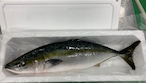 高知 宿毛湾産 活〆ぶり 丸ごと1匹