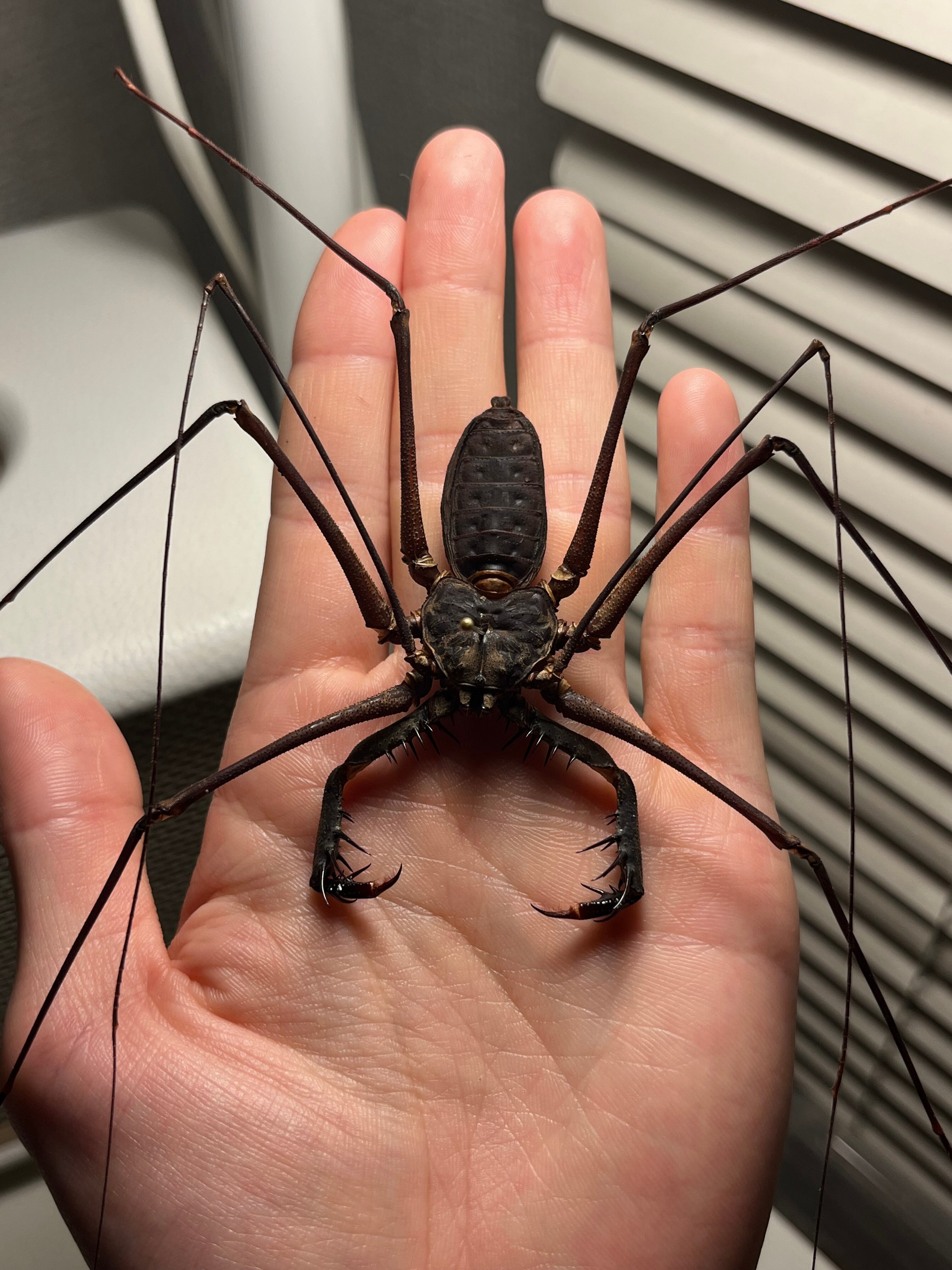 腕虫最大級】Heterophrynus sp.ウデムシ 標本 ヒヨケムシ 三大奇蟲