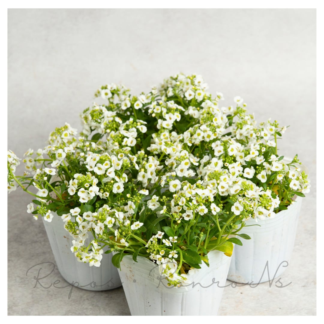 【セット販売】スイートアリッサム(アリッサム)ホワイト(3苗×3号)アリッサム スイートアリッサム苗 芳香性 多年草 1年草 寄せ植え ハンギング ガーデニング
