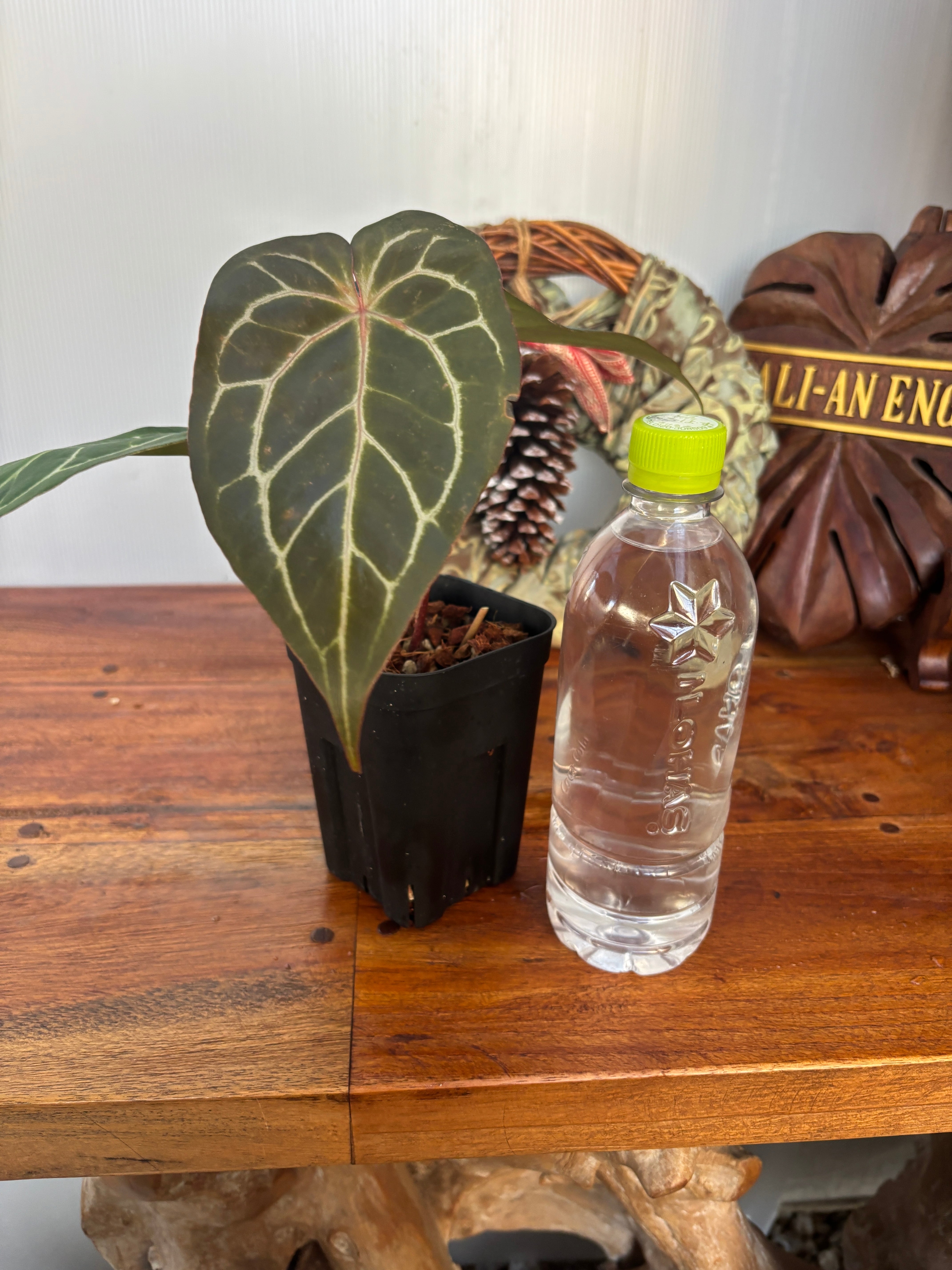 Anthurium | BA PLants