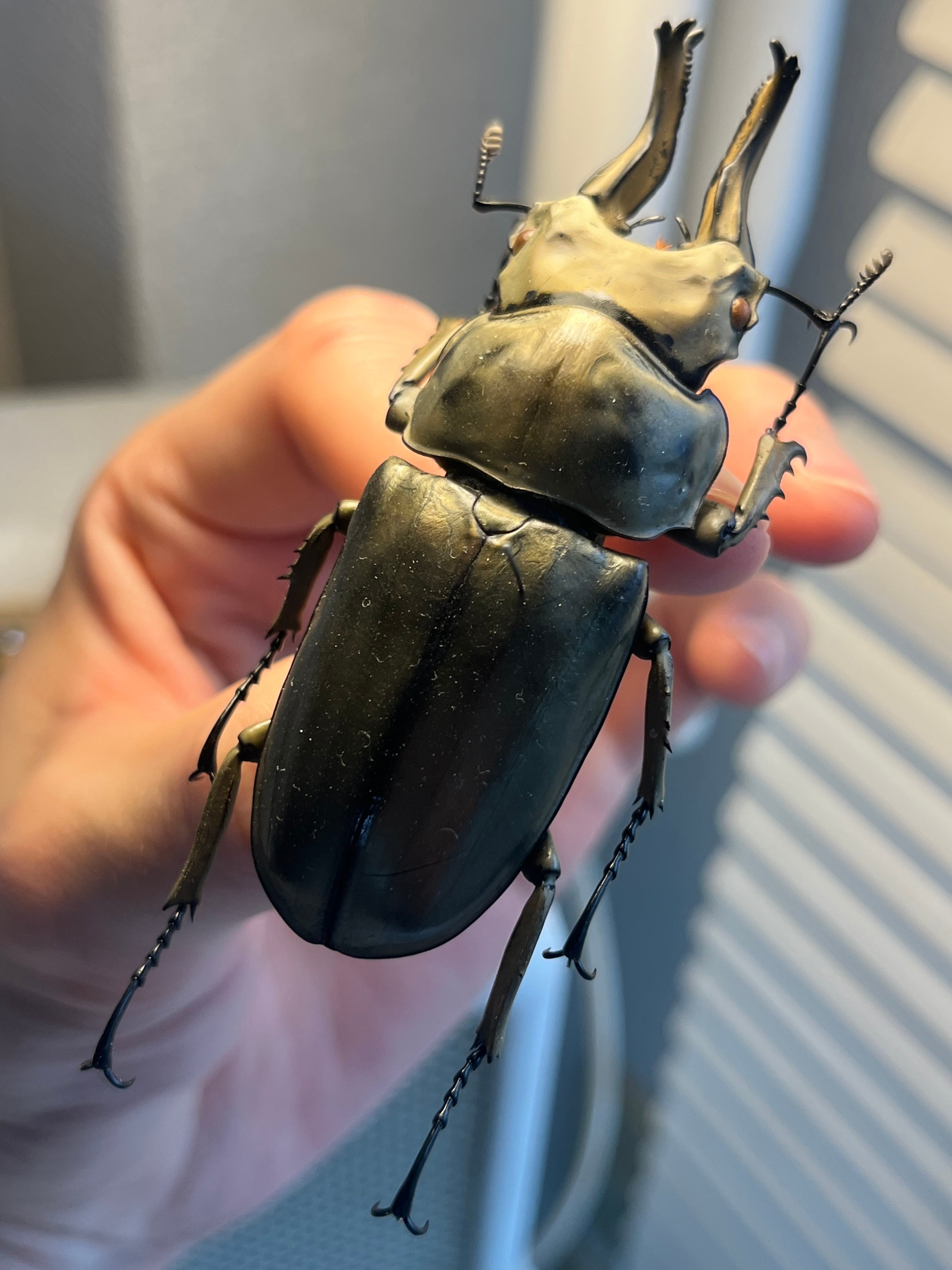 WC76mm】ローゼンベルグオウゴンオニクワガタ Allotopus タランドゥス