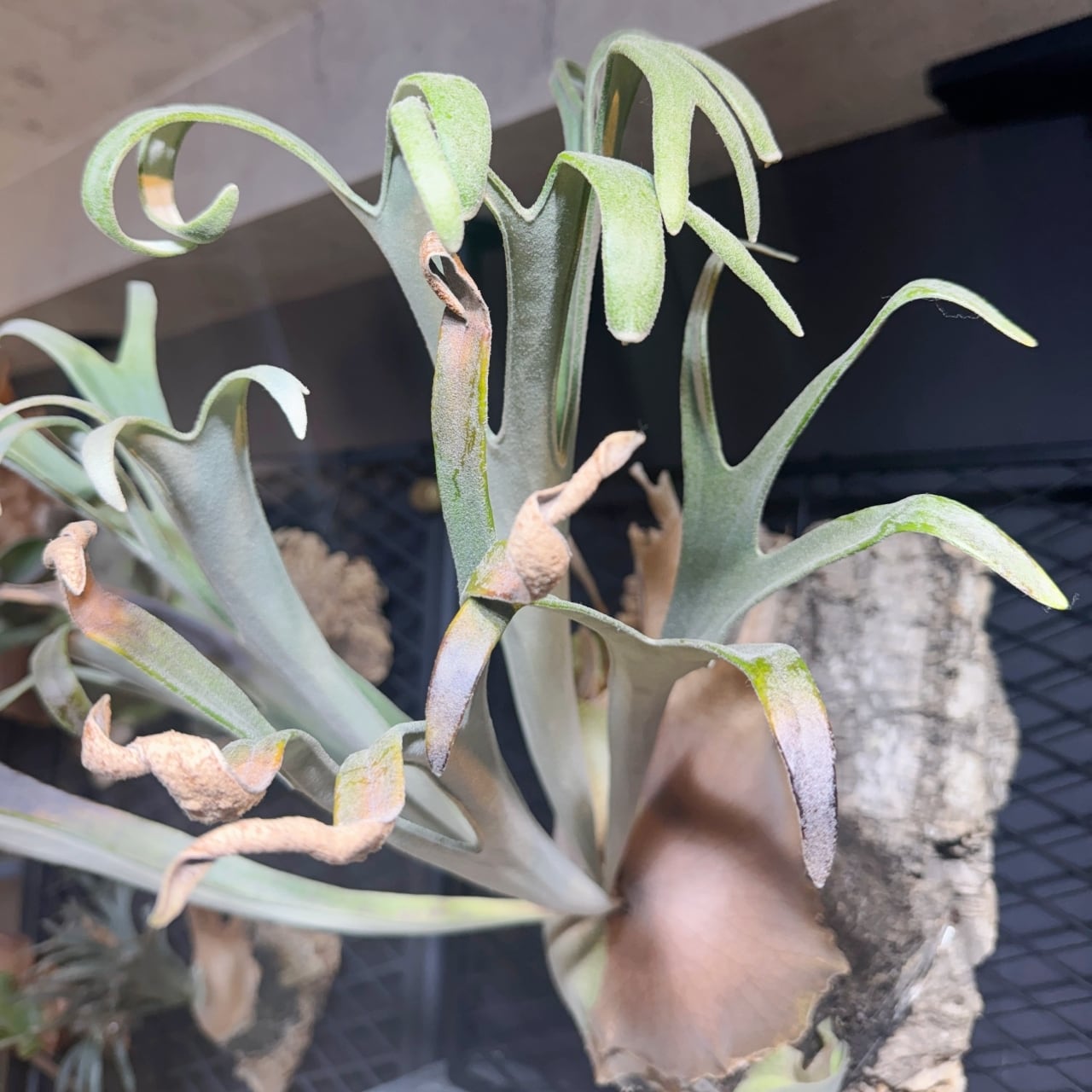 ビカクシダ P. Ginka [OC] 銀華・ギンカ【中株】 | BOKUNARI plants