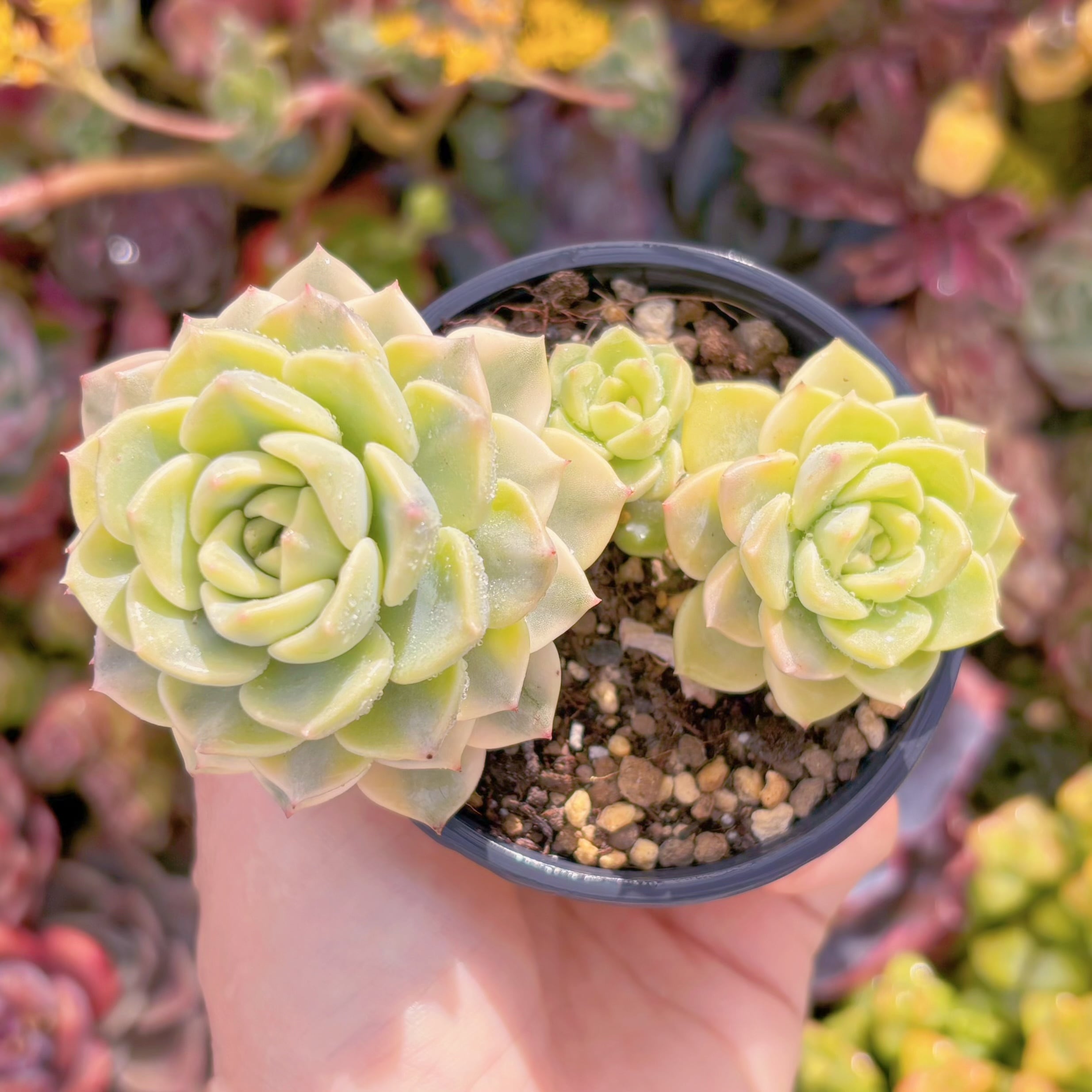 現品　ティンカーベル錦#A099　群生　るる農園