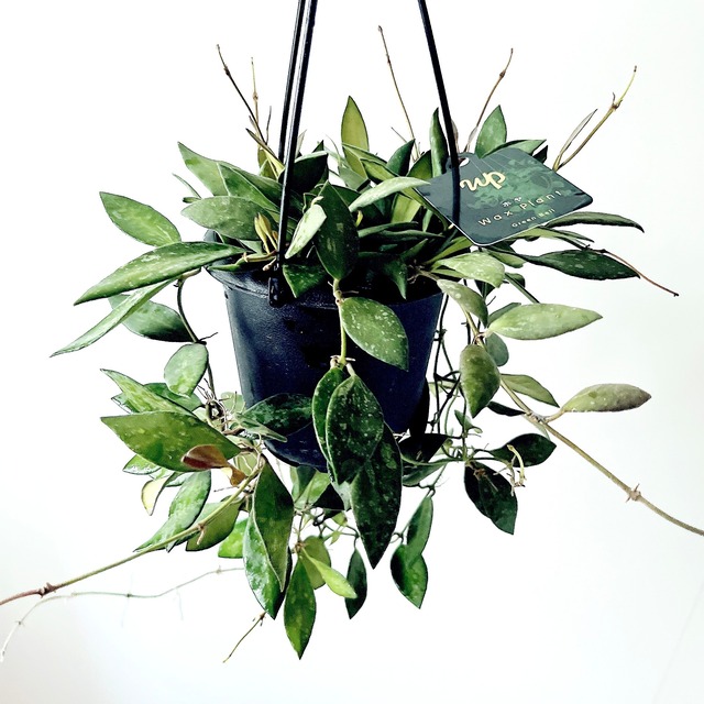 【再入荷】ホヤ ラクノーサ レベッカ 希少 観葉植物【calm cafe × GreenBell】