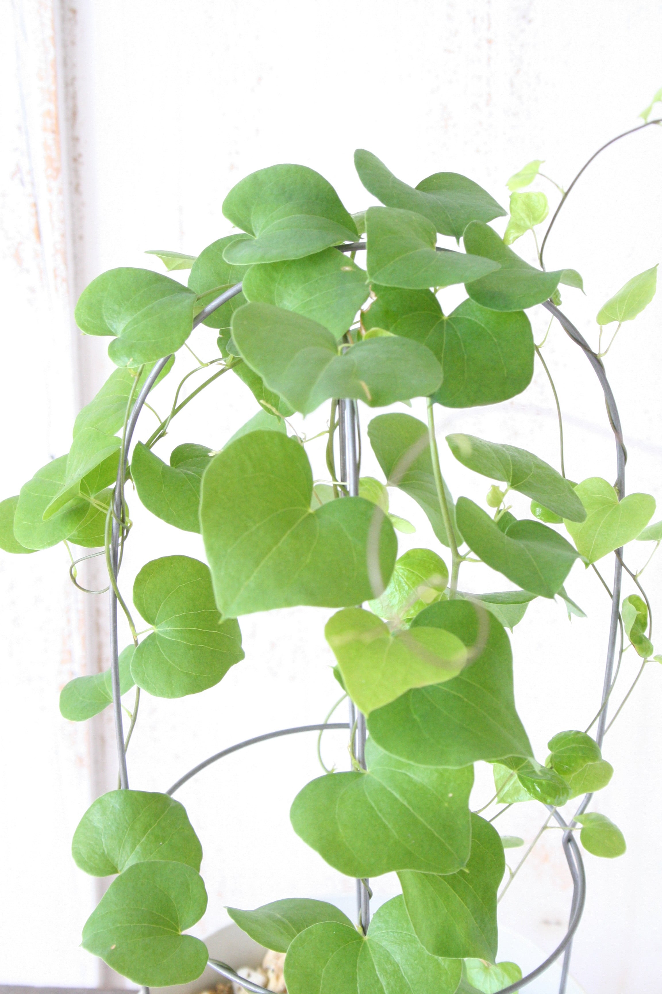 アフリカ亀甲竜 | Nature Garland／deco flower＆plants