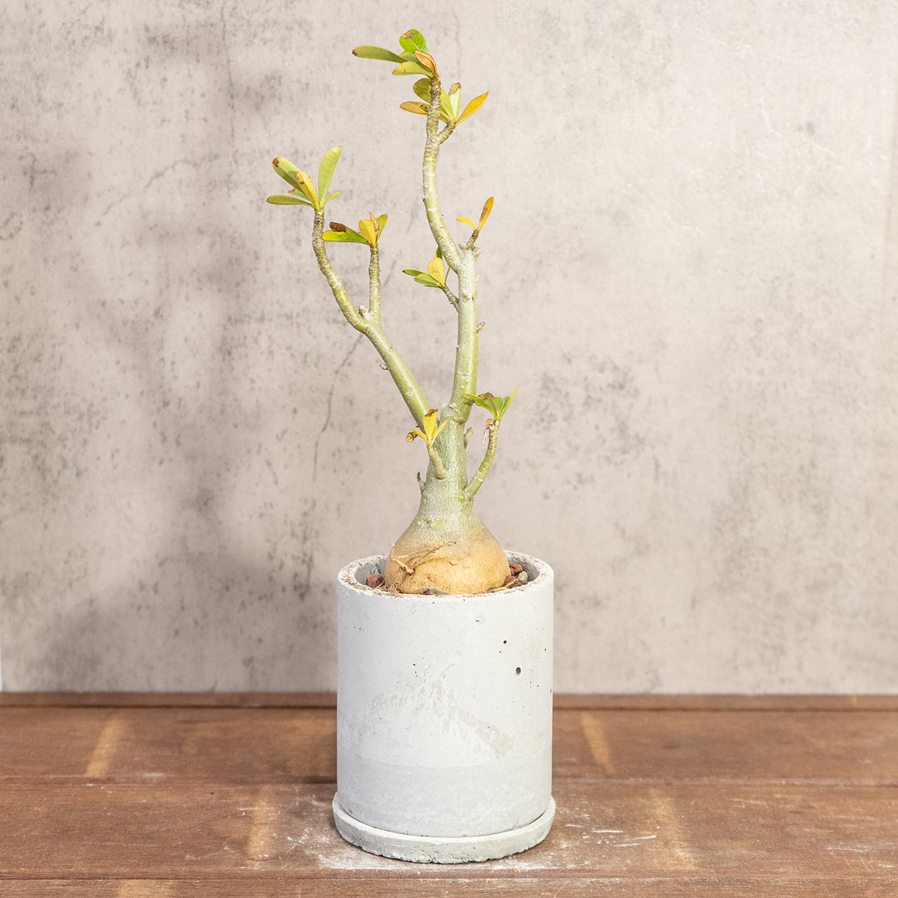 アデニウム・オベスム｜丸い塊根×スタイリッシュ枝ぶりの一点物【手作りモルタル鉢】