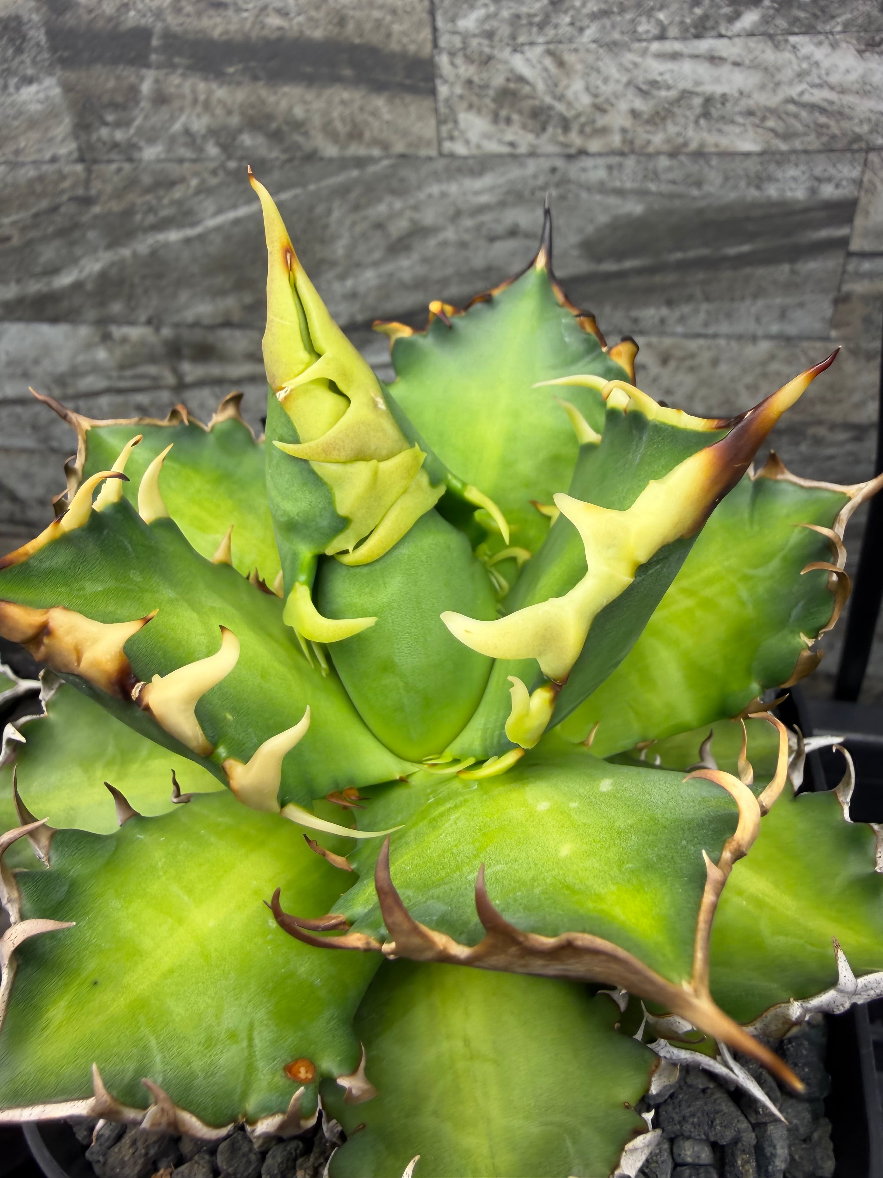 アガベ ピクシー錦 ティンカーベル | Pay ID