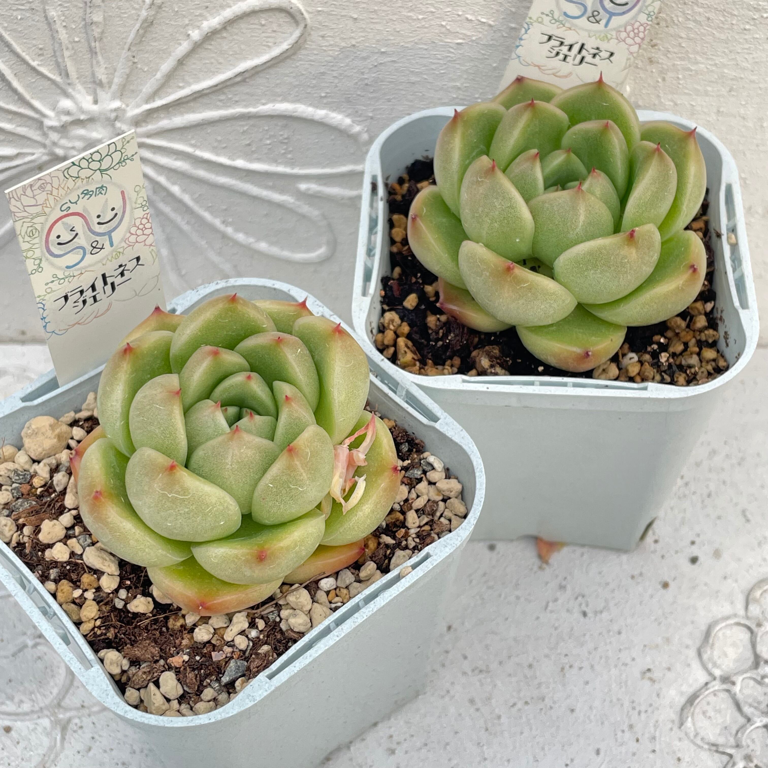 グリーンエメラルド錦】群生 韓国輸入苗 多肉植物エケベリア 第四種