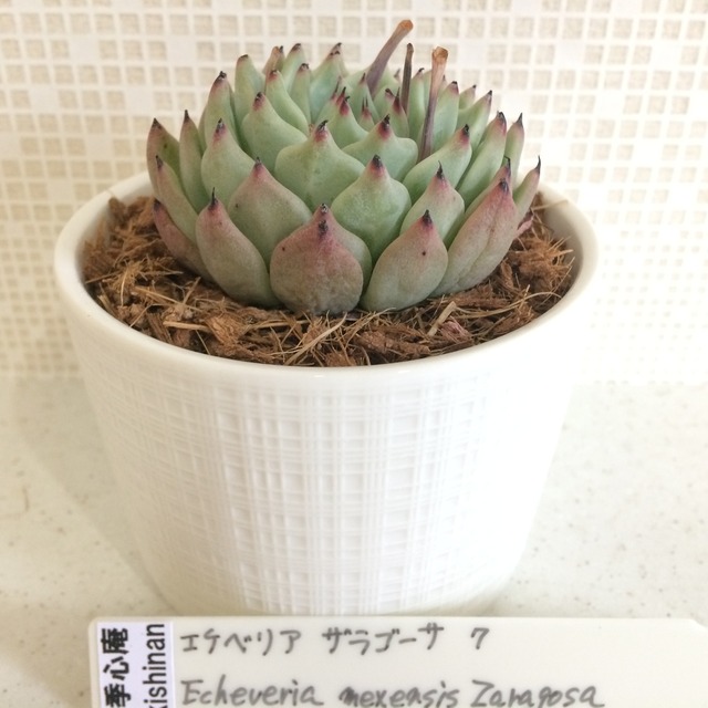 季心庵(kishinan) 多肉植物 エケベリア ザラゴーサ Echeveria mexensis Zaragosa 韓国苗 きしんあん 7