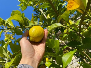 レモン（アレンユーレイカ）1kg 自然栽培