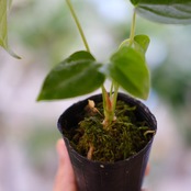 【希少】Anthurium Queen of Heart / アンスリウム クイーン オブ ハート⑪ / 観葉植物<育て方・花言葉>