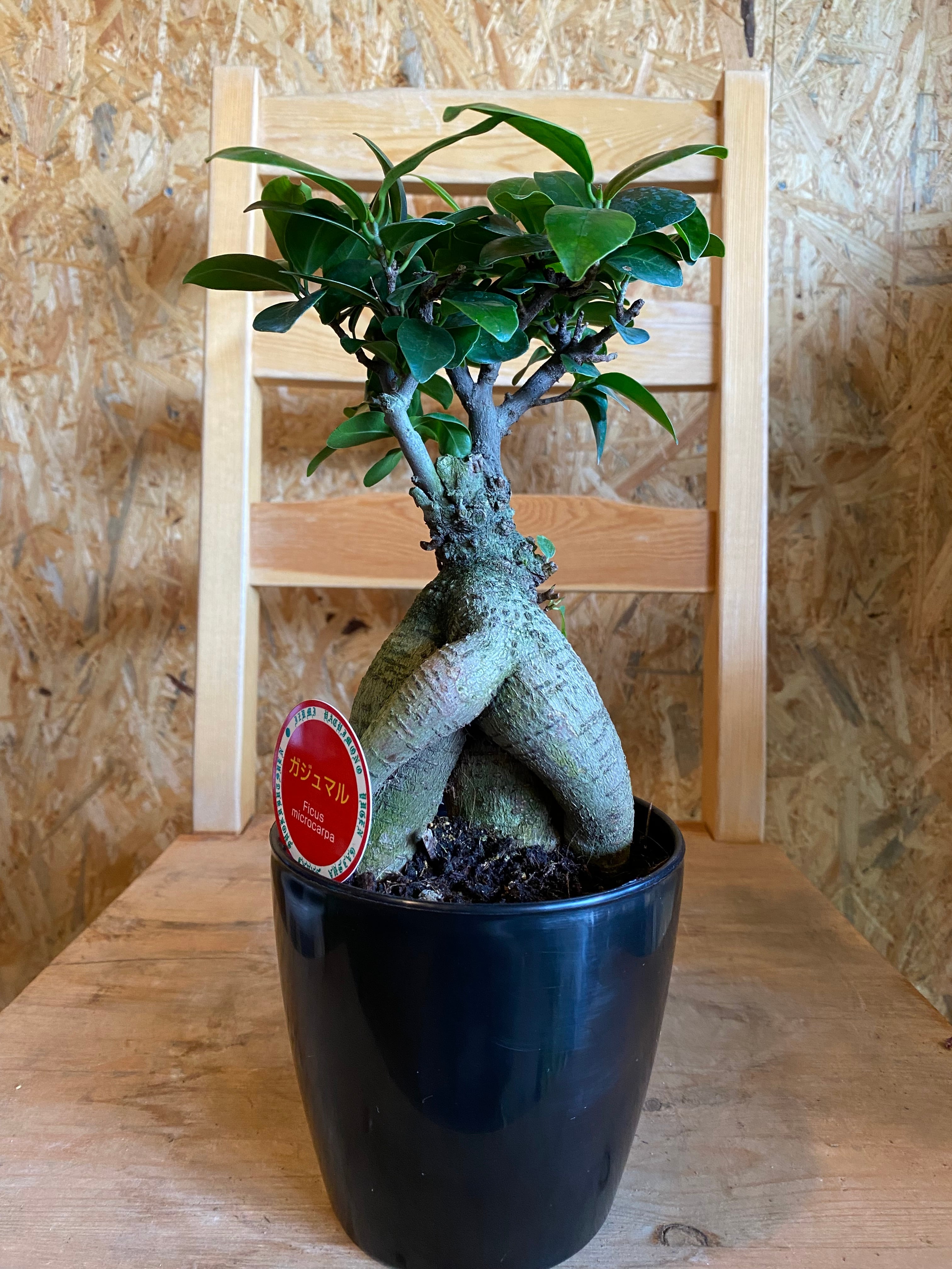 ガジュマル H38cm W18cm 口径12cm | Garden Varejo