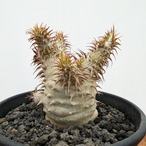 Pachypodium makayense【パキポディウム・マカイエンセ・実生】