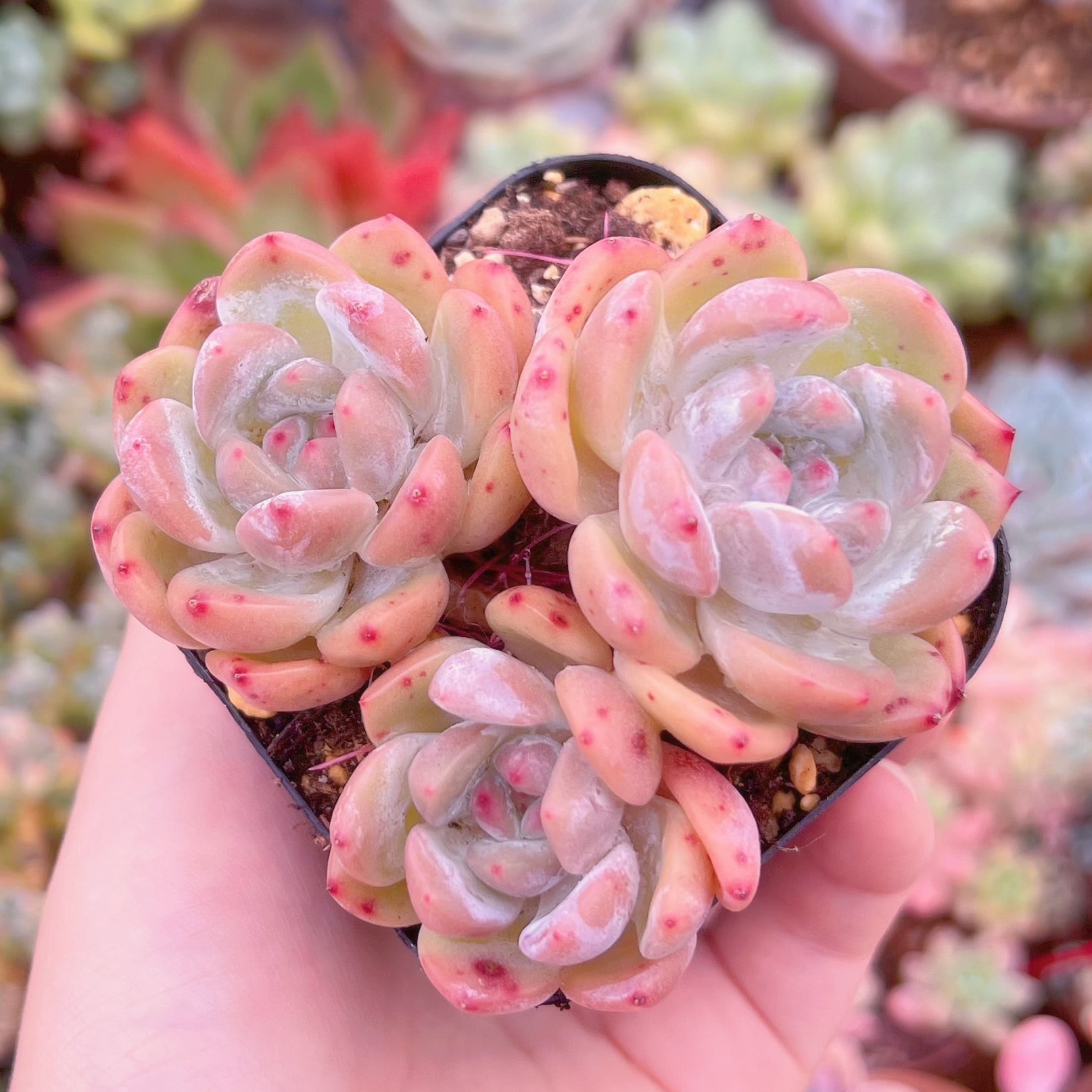 現品　ラウイx冷香#860　群生　るる農園