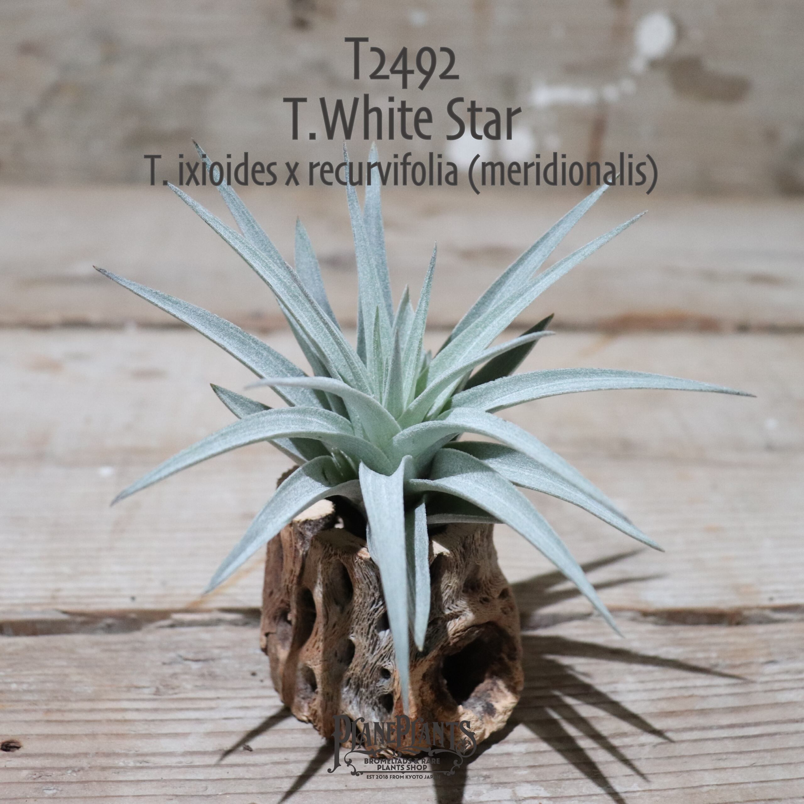 【送料無料】'White Star'〔エアプランツ〕現品発送T2492