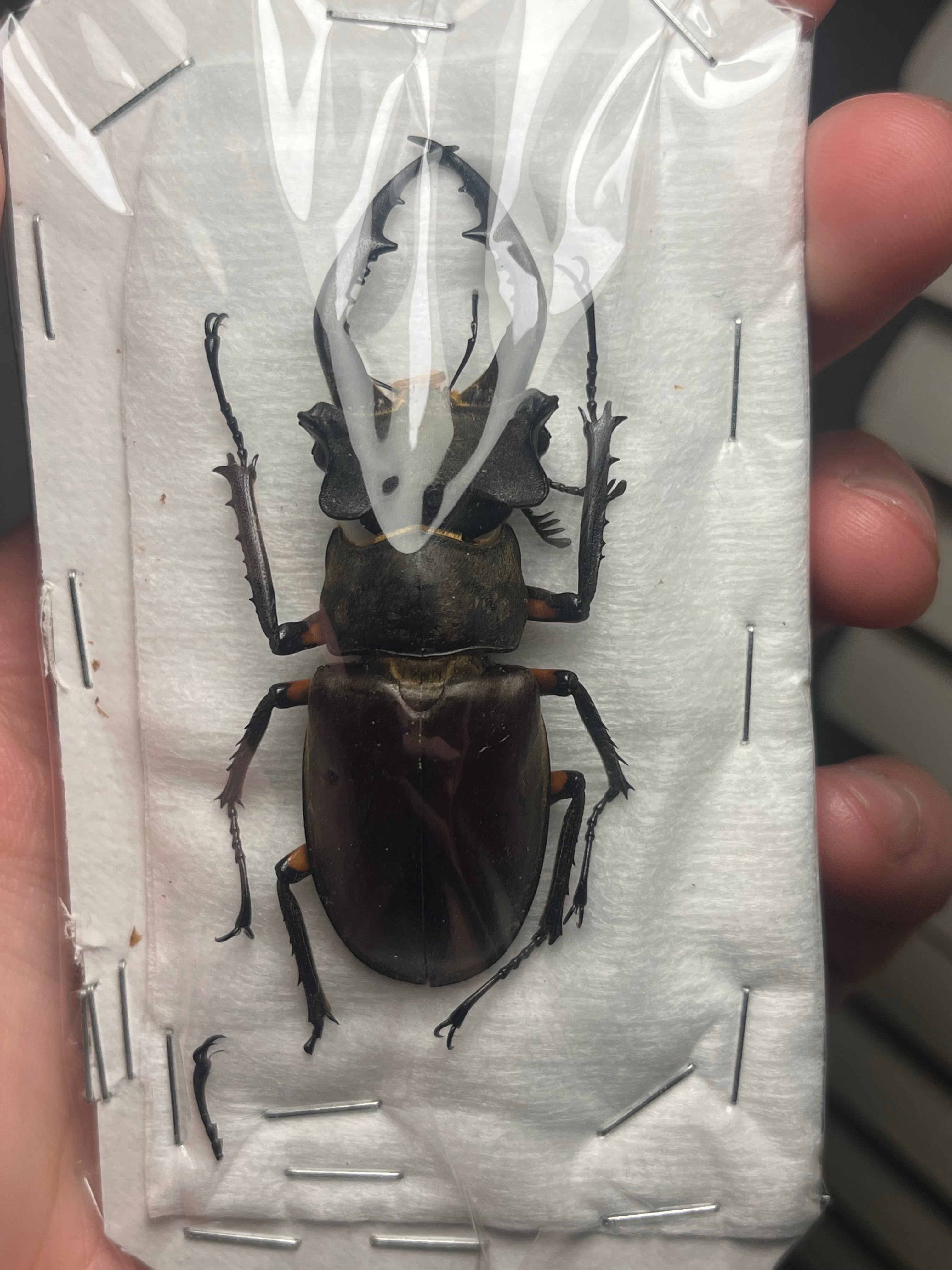 顎比率最大種】カンターミヤマクワガタ 61mm♂ 昆虫標本 標本