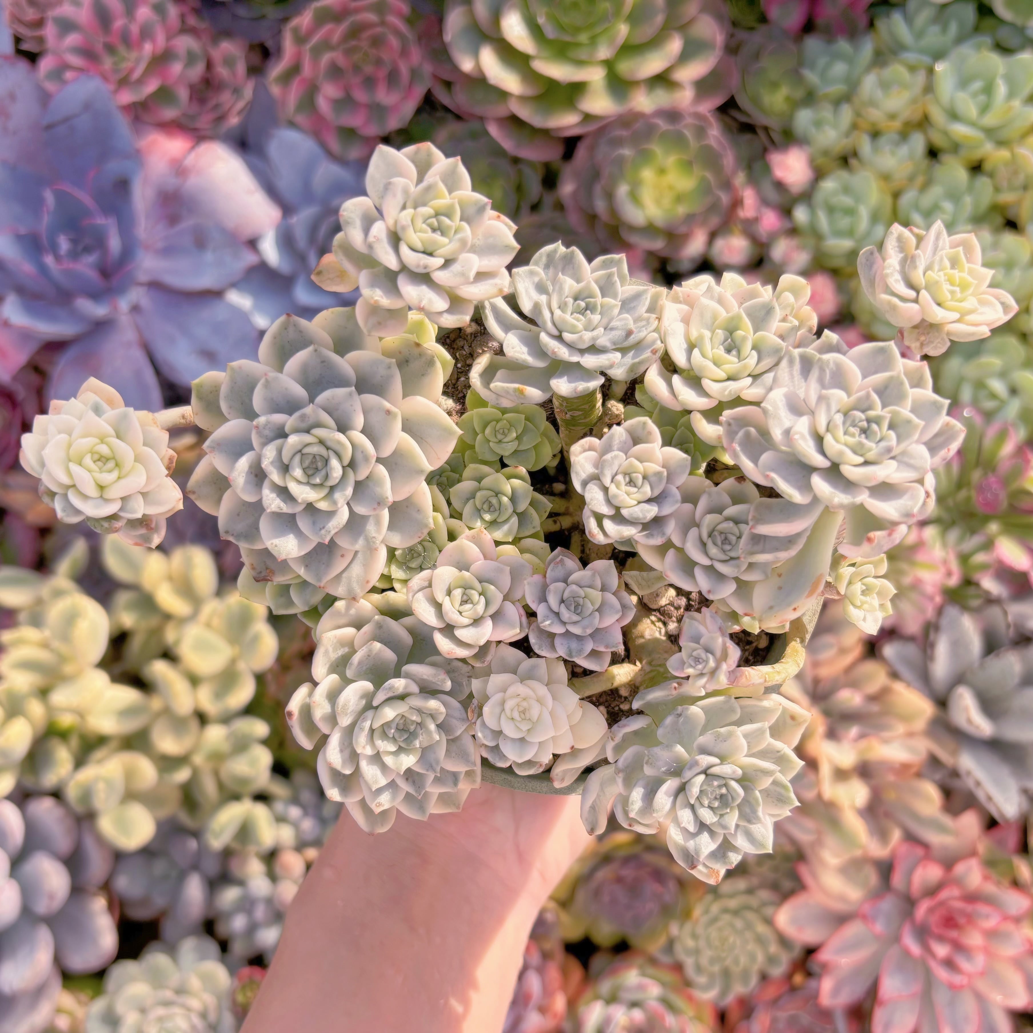 現品　ティンカーベル錦#3026　大群生　新入荷　るる農園