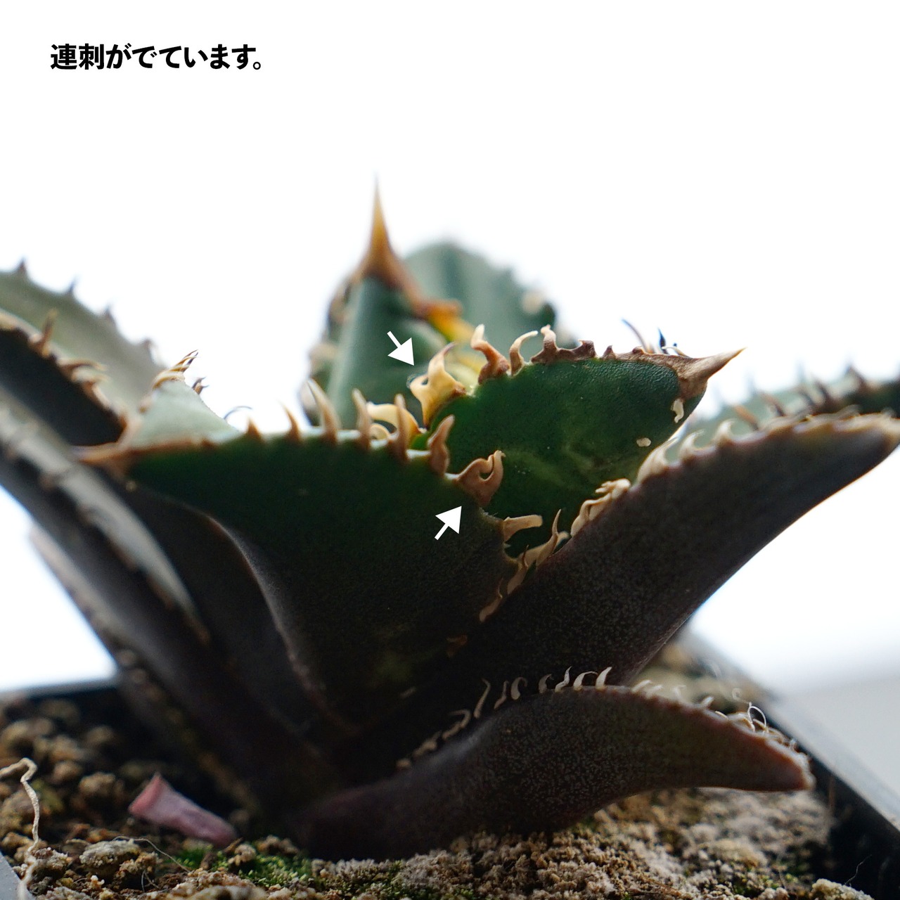 抜き苗 チタノタ レッドキャットウィーズル Agave titanota 'Red Catweazle'