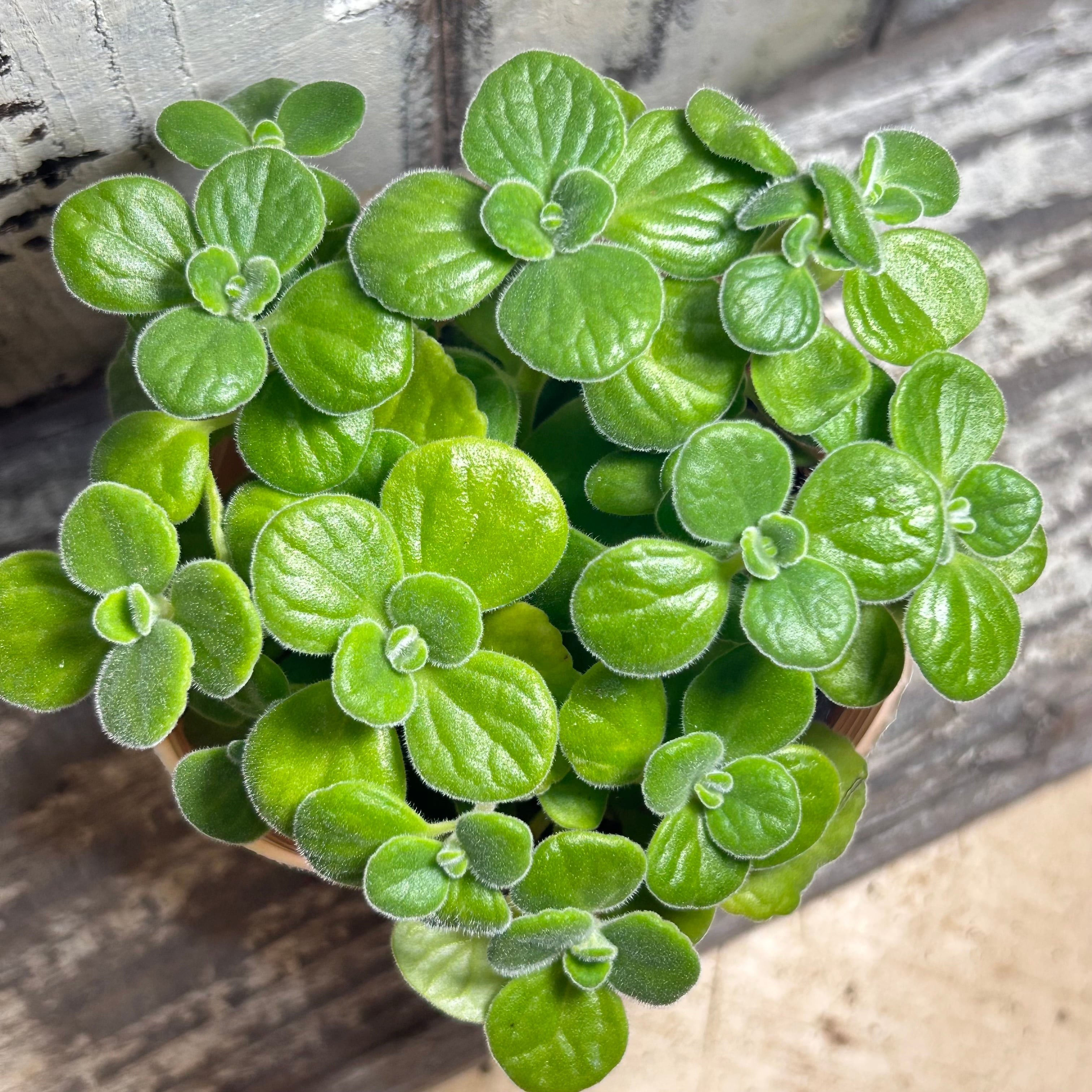 アロマティカス | RuPo 多肉植物専門店