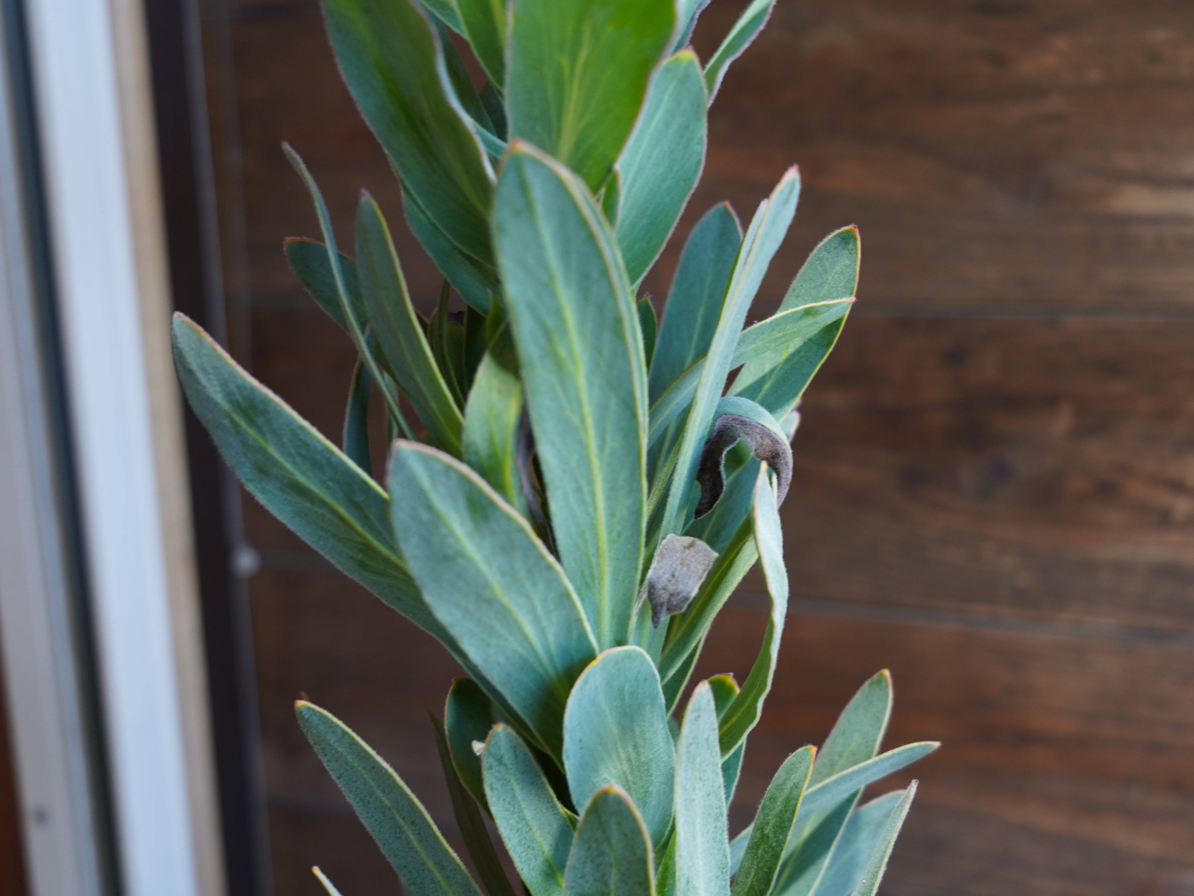 【現物】プロテア "ピンククリーム"