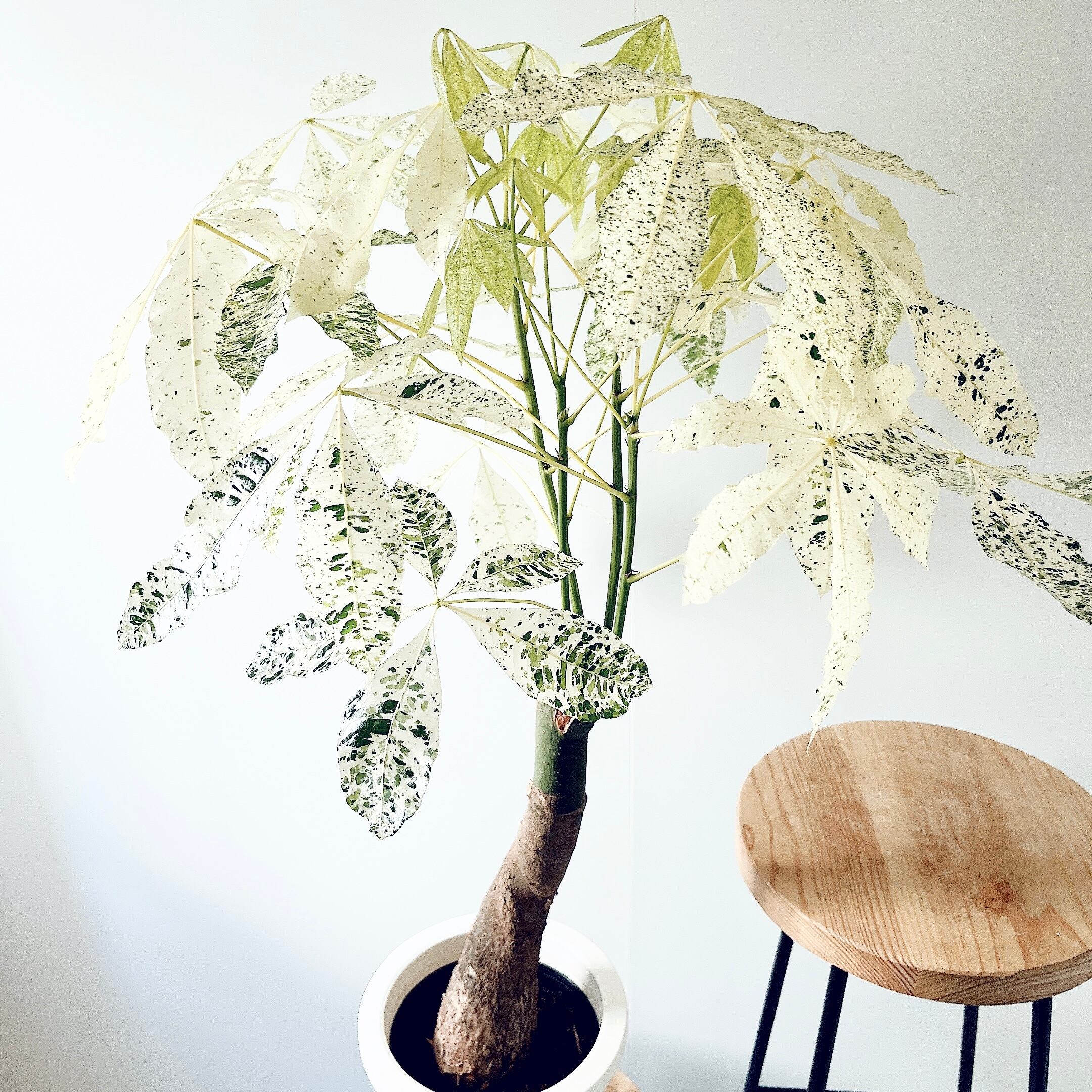 希少種 サンスベリア オブリティアナ 丈夫 美麗 観葉植物 calm cafe