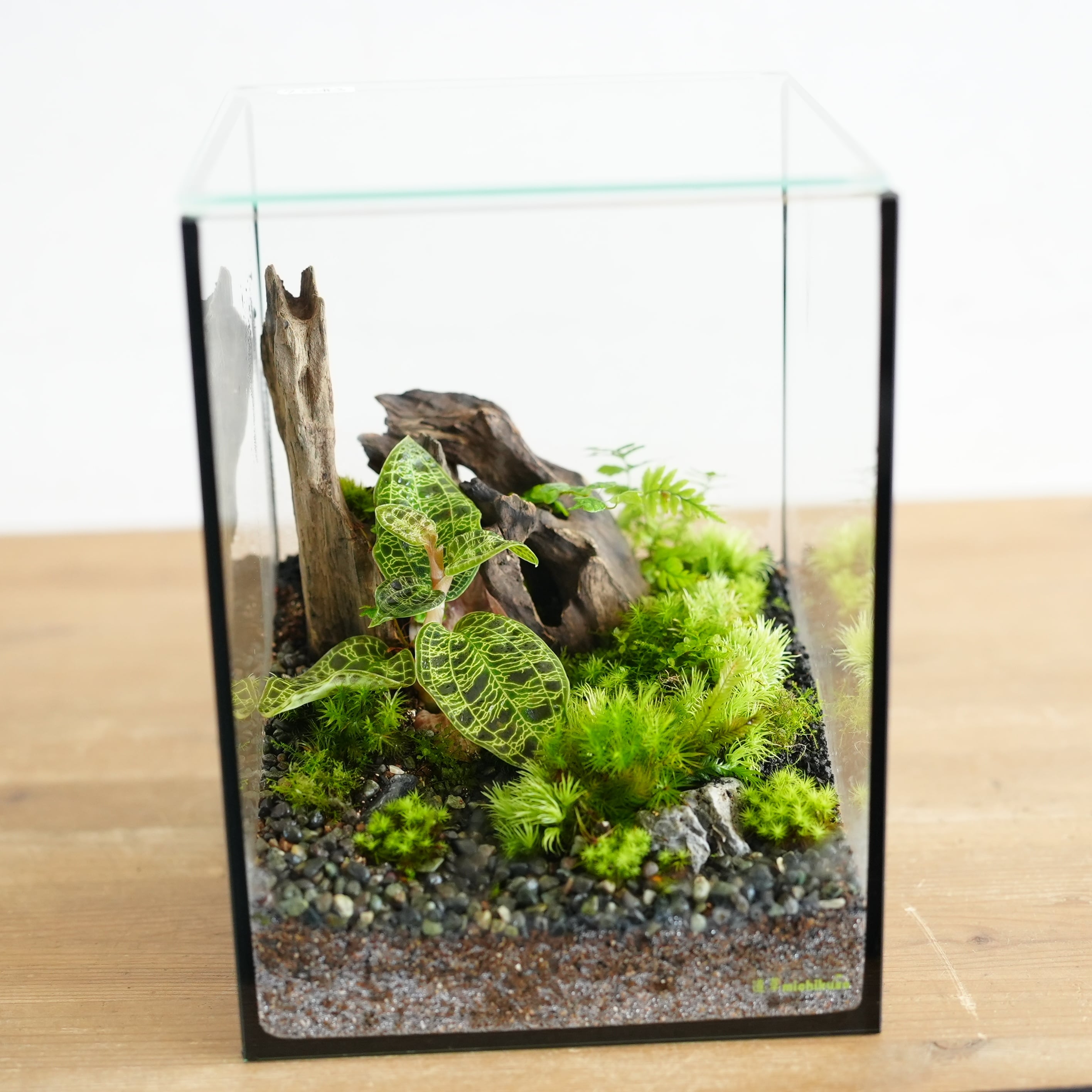 苔テラリウム作品『森の宝石』◇限定作品 7.22＃3 | 苔テラリウム専門