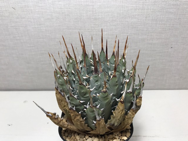 アガベ ユタエンシス エボリスピナ