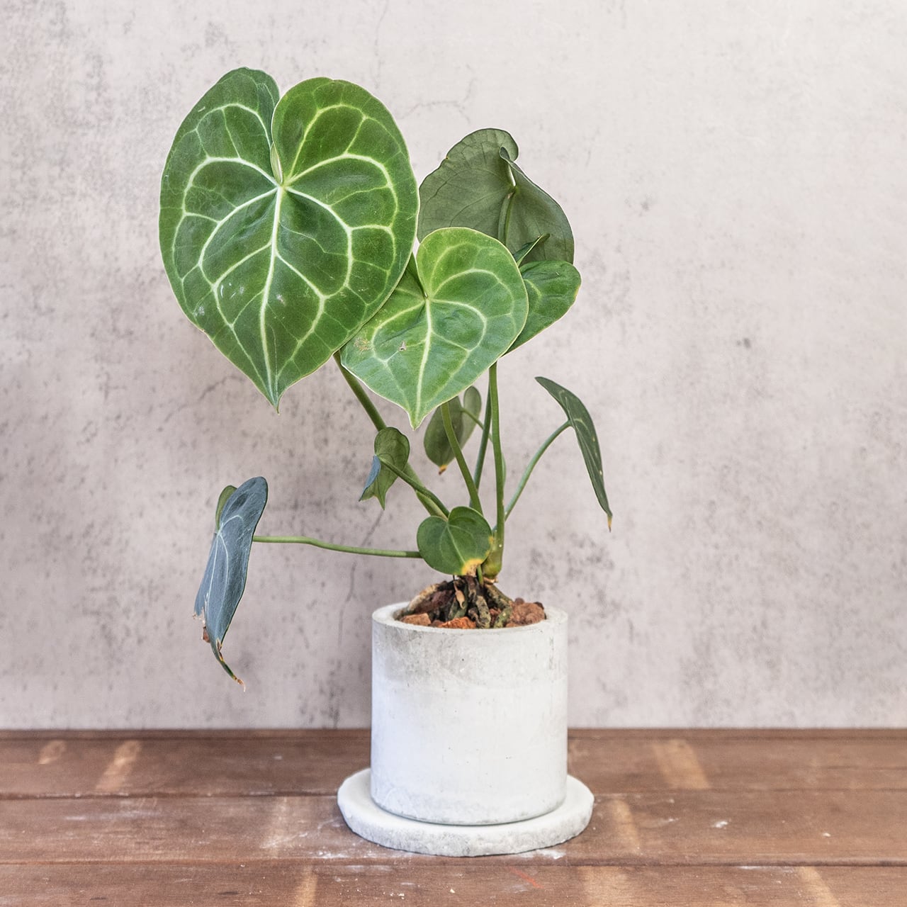 アンスリウム・クリスタリナム|白い葉脈が美しいベルベットリーフ【手作りモルタル鉢】