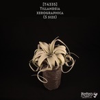 【送料無料】xerographica S〔エアプランツ〕現品発送T4335