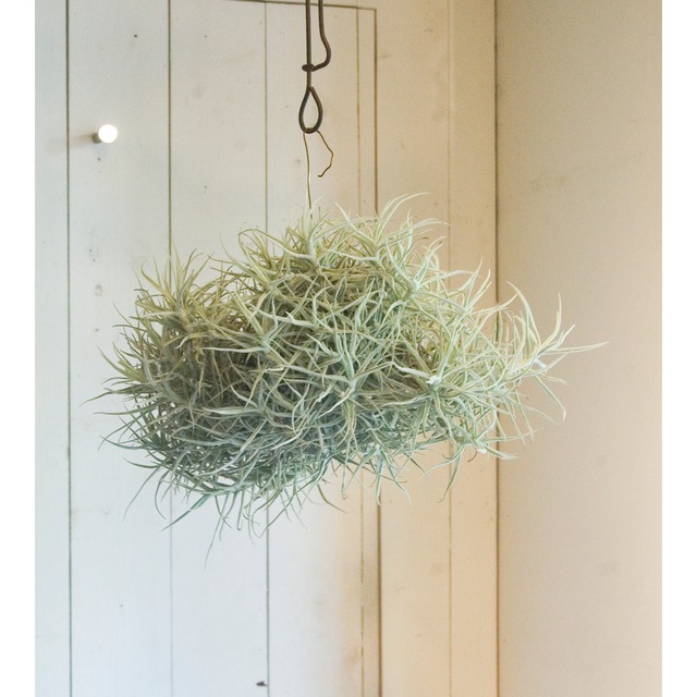 チランジア パレアセア クランプ Neo Green